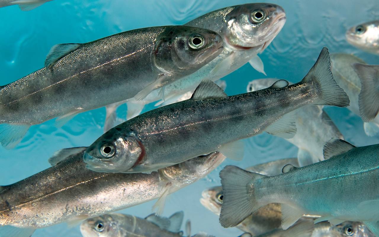 Trout fish in the water