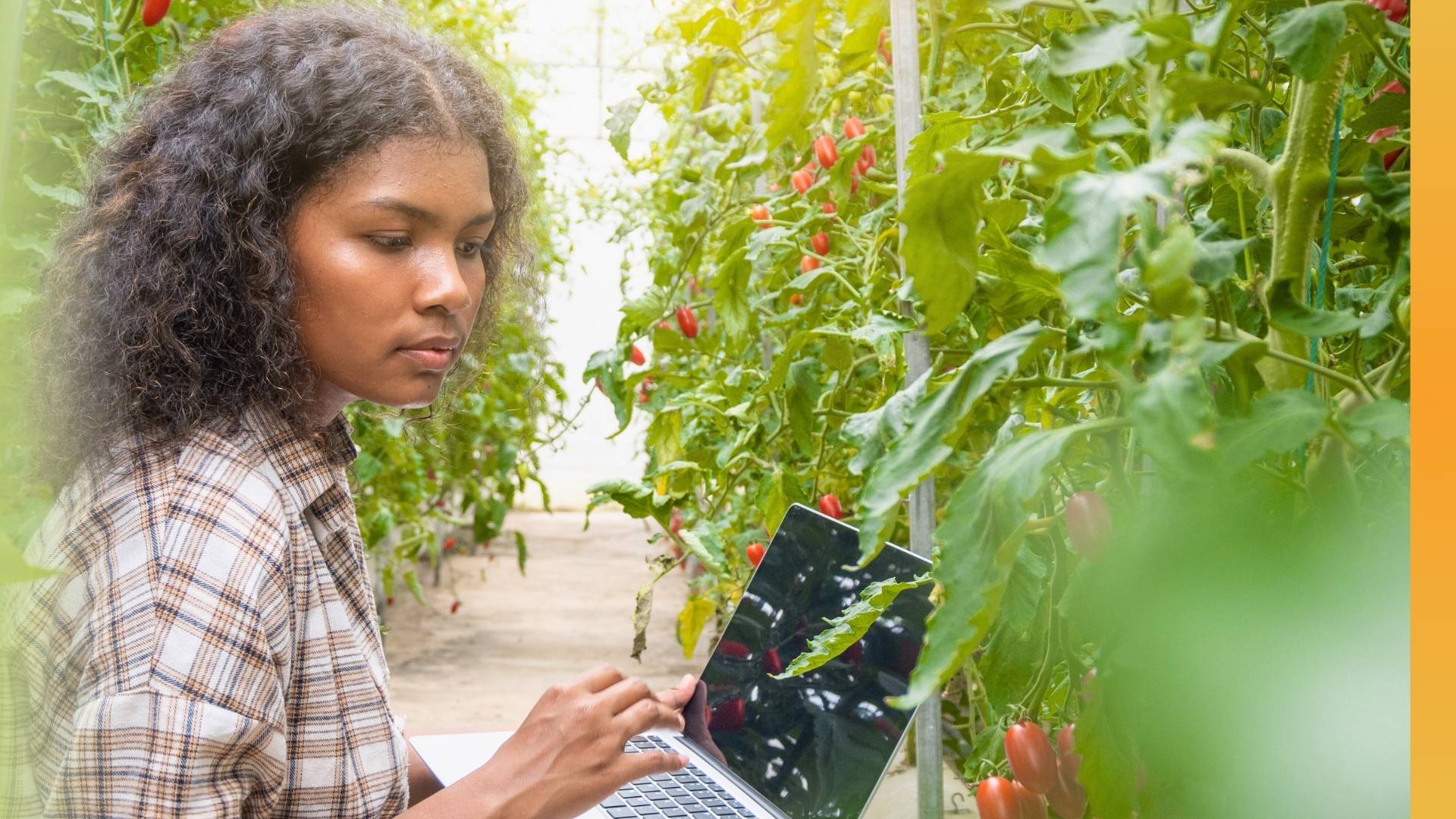 A student surrounded by tomato plants works on a laptop