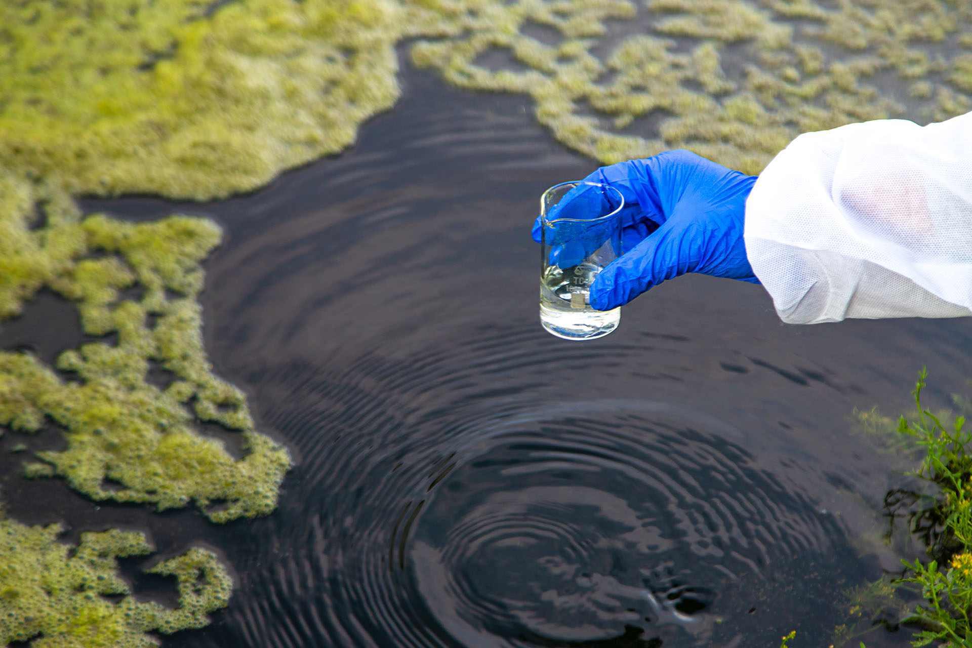 A gloved hand with the sleeve of a white lab coat holds a measuring cup of water over a murky pond