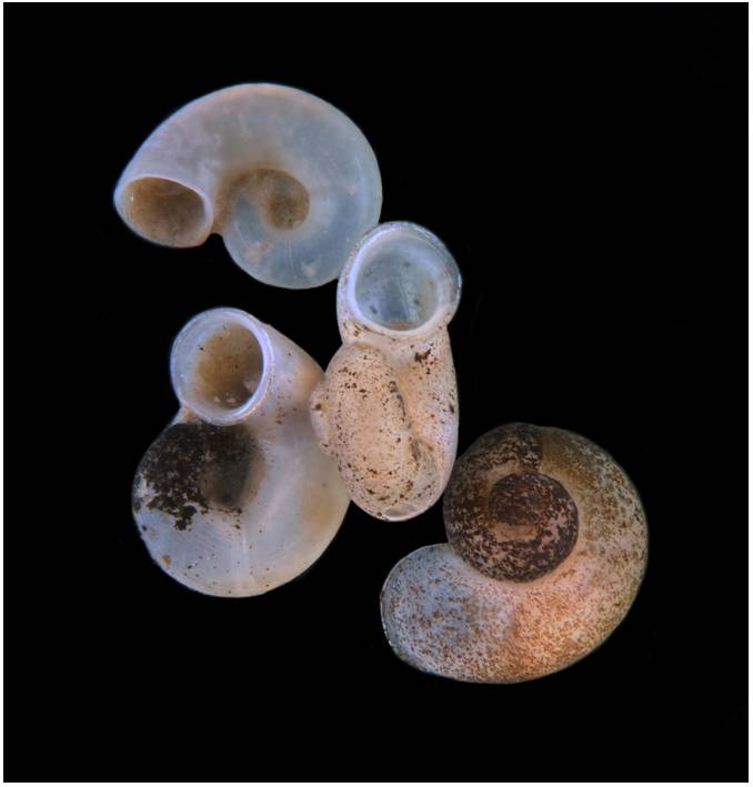 Close up of small snail species