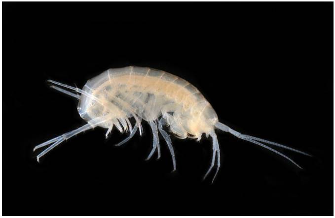 Close-up of a Stygobromus against a black background.