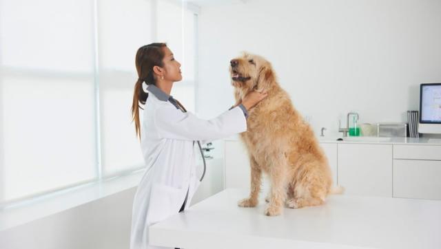 Vet with golden retriever
