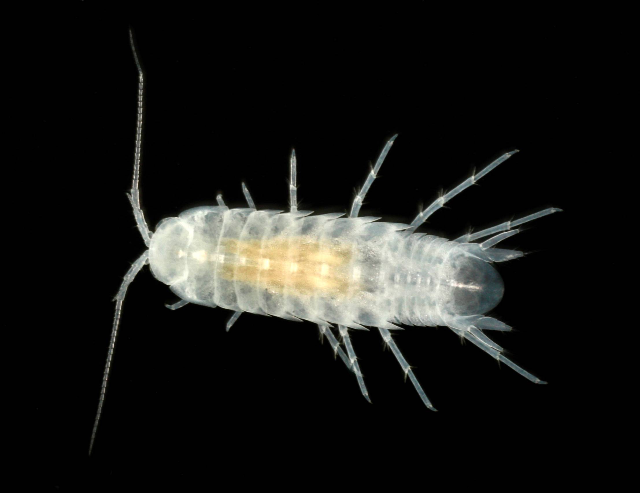 Translucent arthropod viewed against black background.