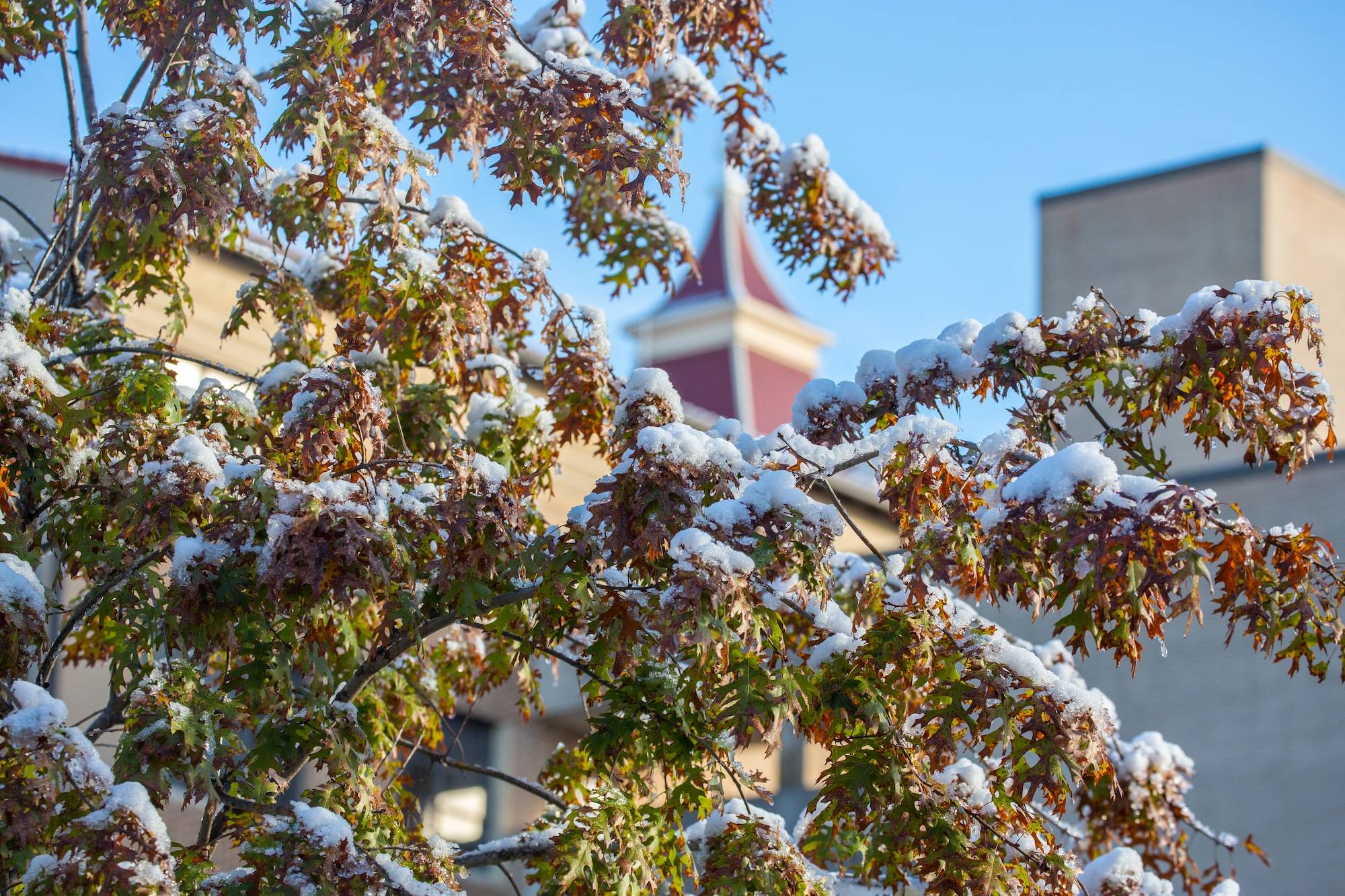 Tree branch covered in ice with Old Main in the back