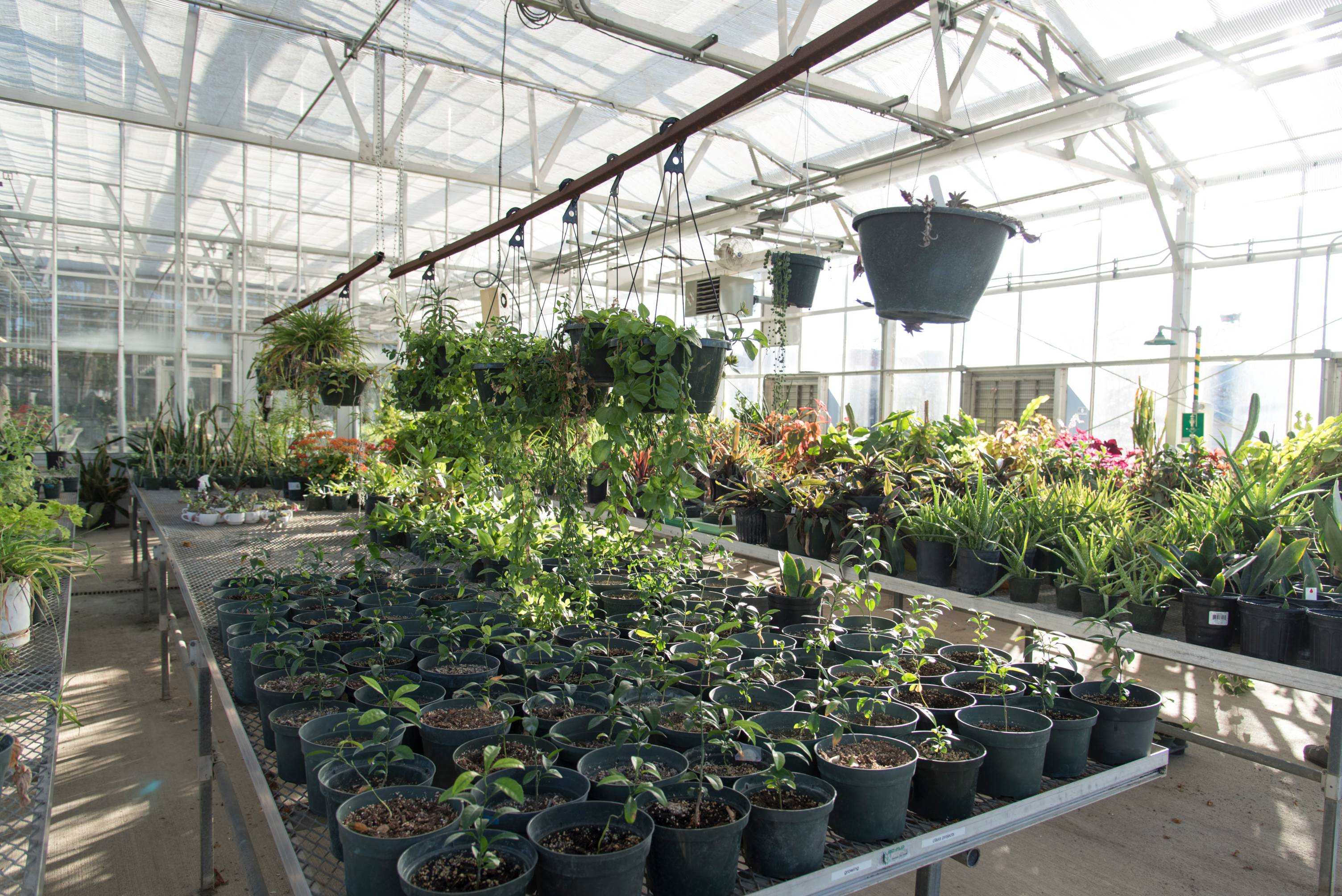 greenhouse