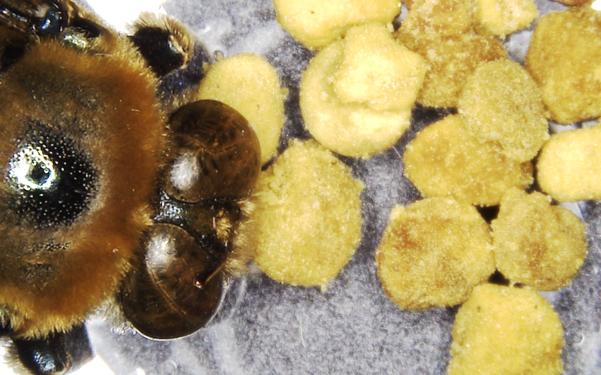 Bee with bee pollen taken with Hirox Digital Microscope