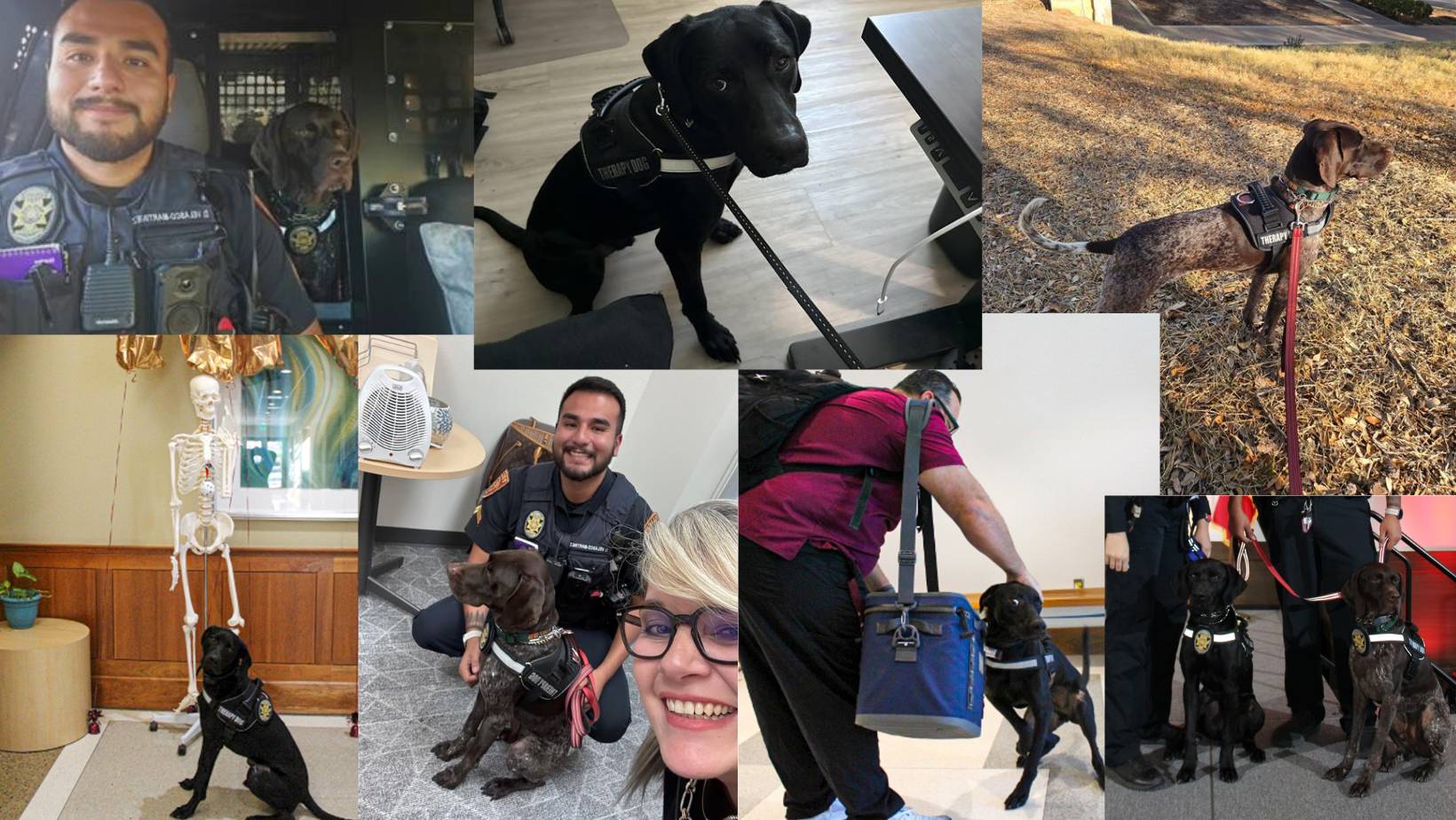 K9 collage 