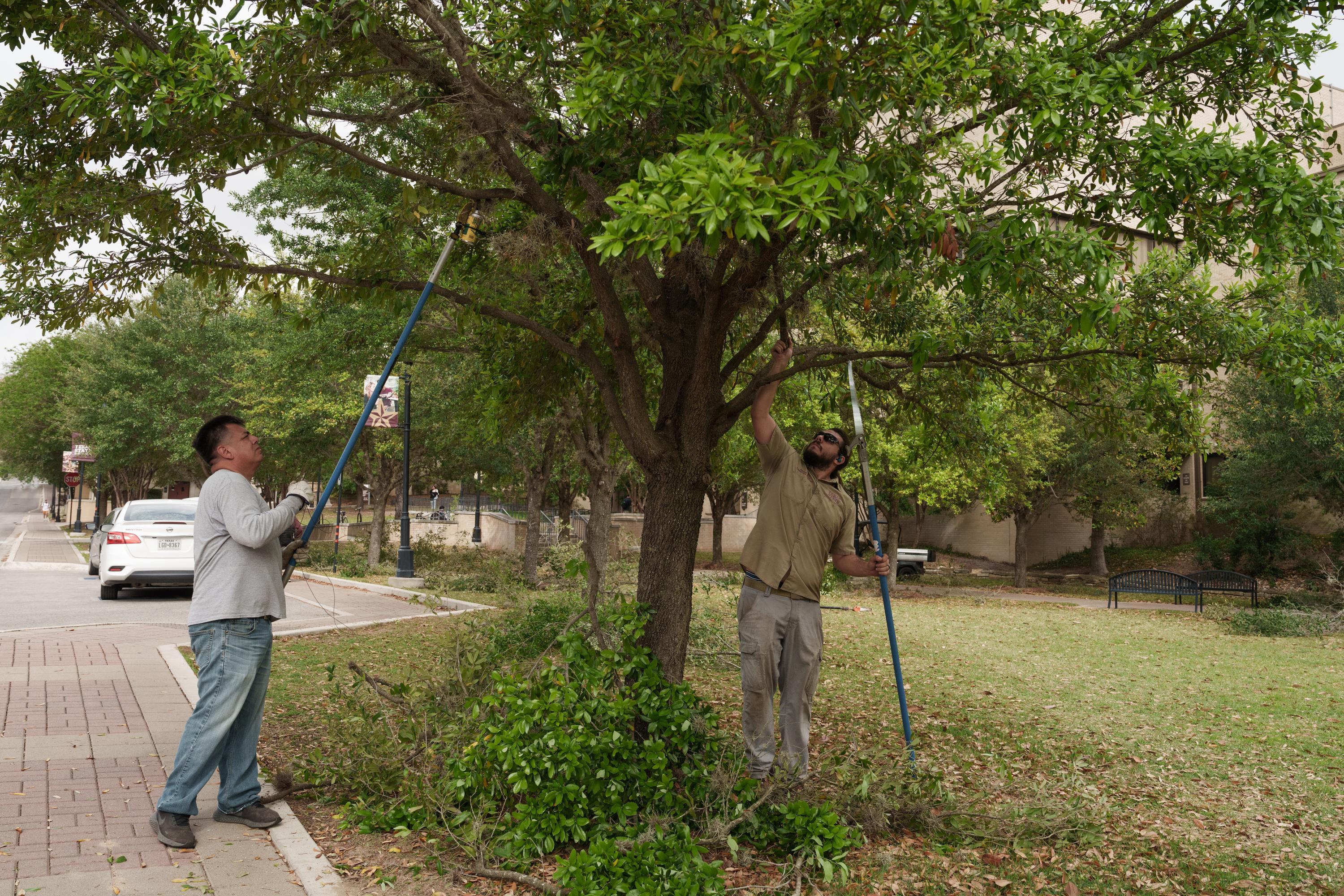 two men trimming tree