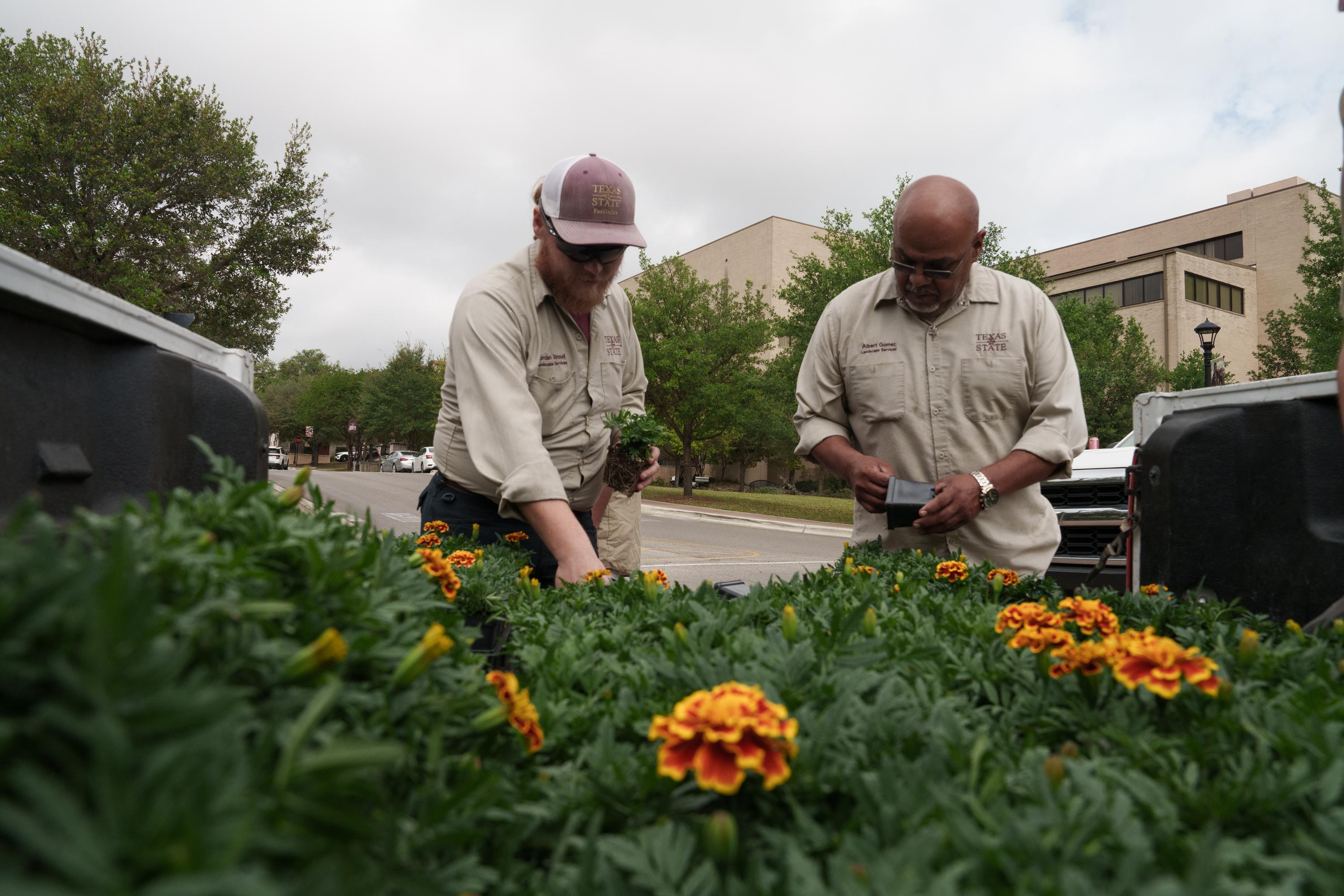 two men in khaki button down shirts plant marigolds