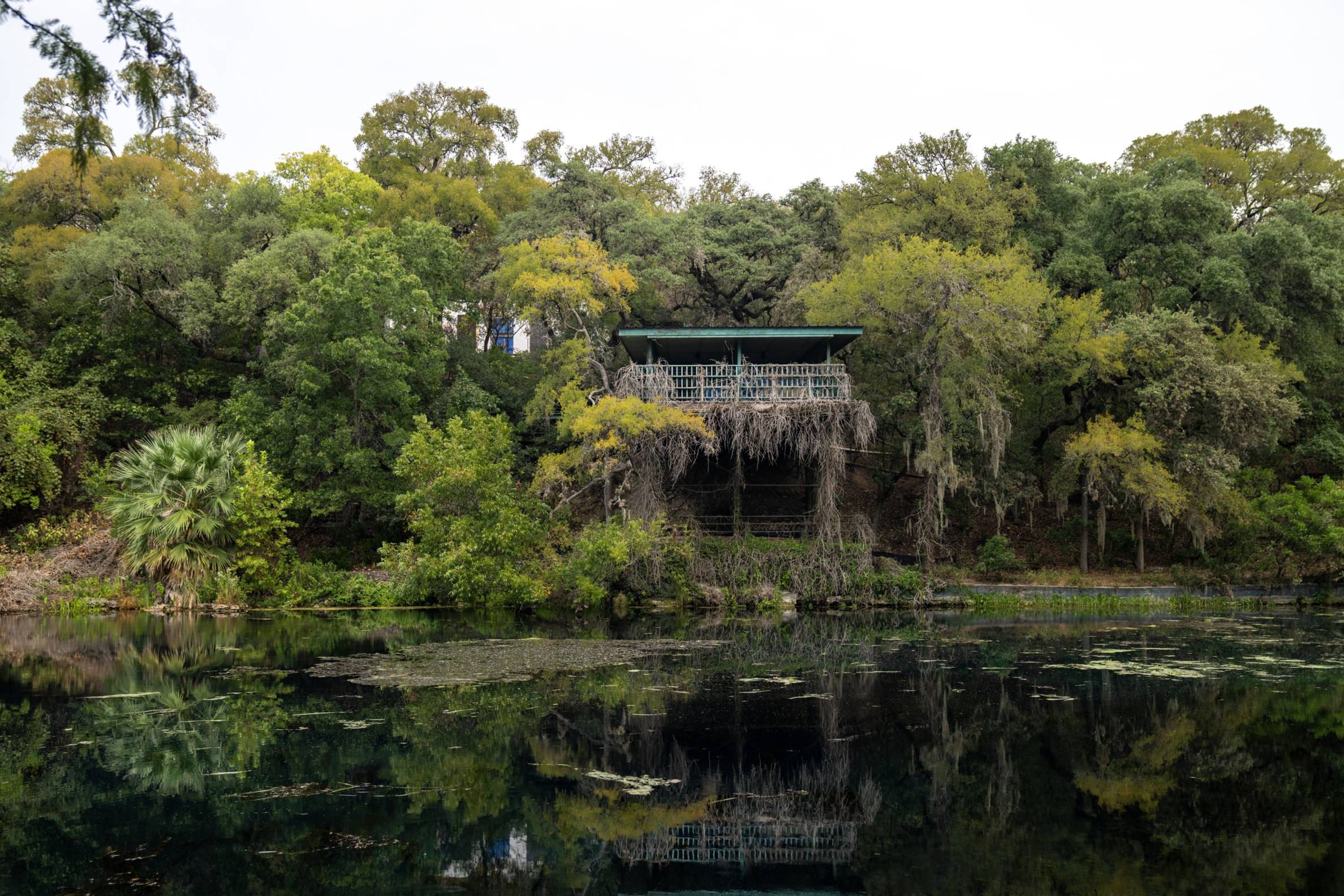 view of spring lake and large trees on the water line