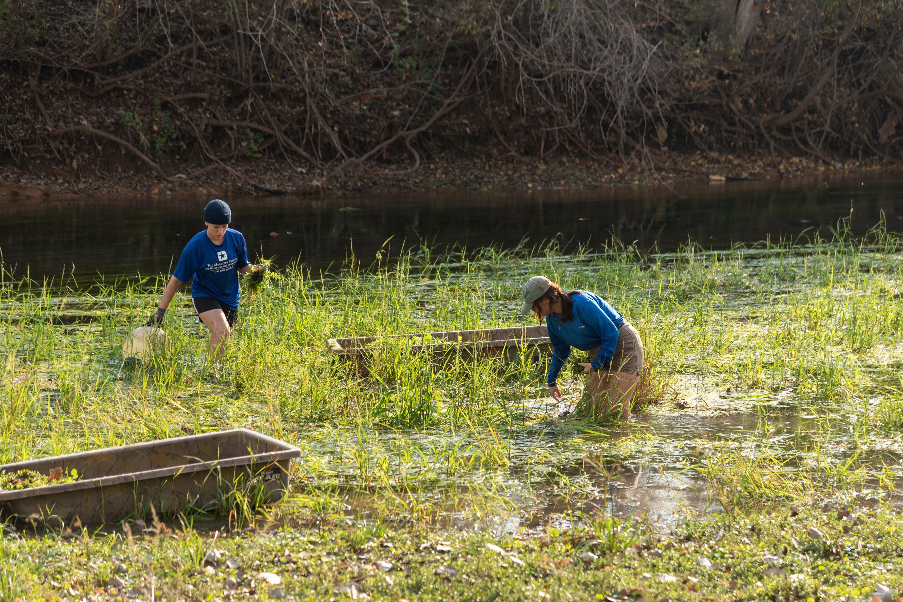 two people in knee-deep water that contains a lot of native plants