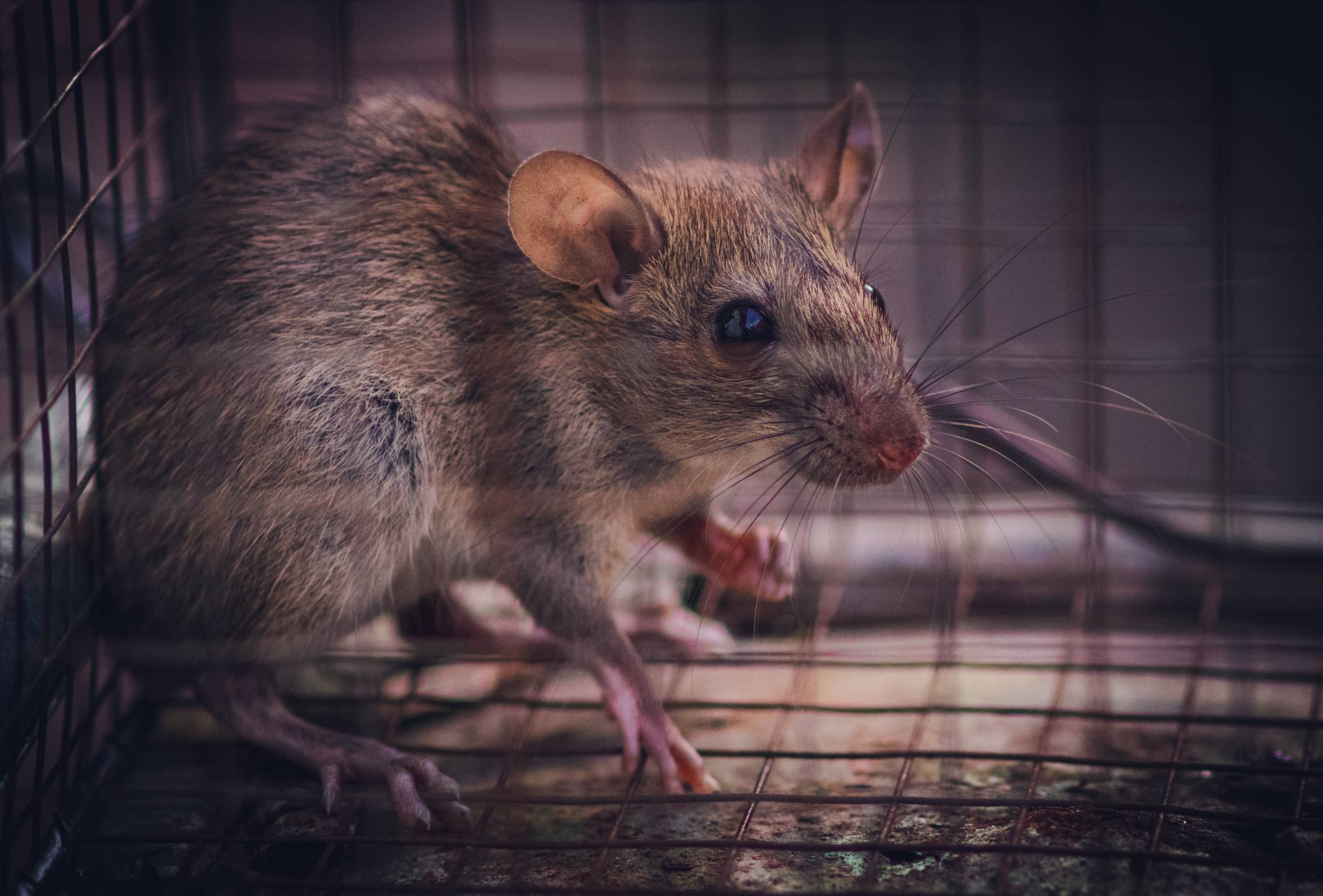 mouse trapped in case