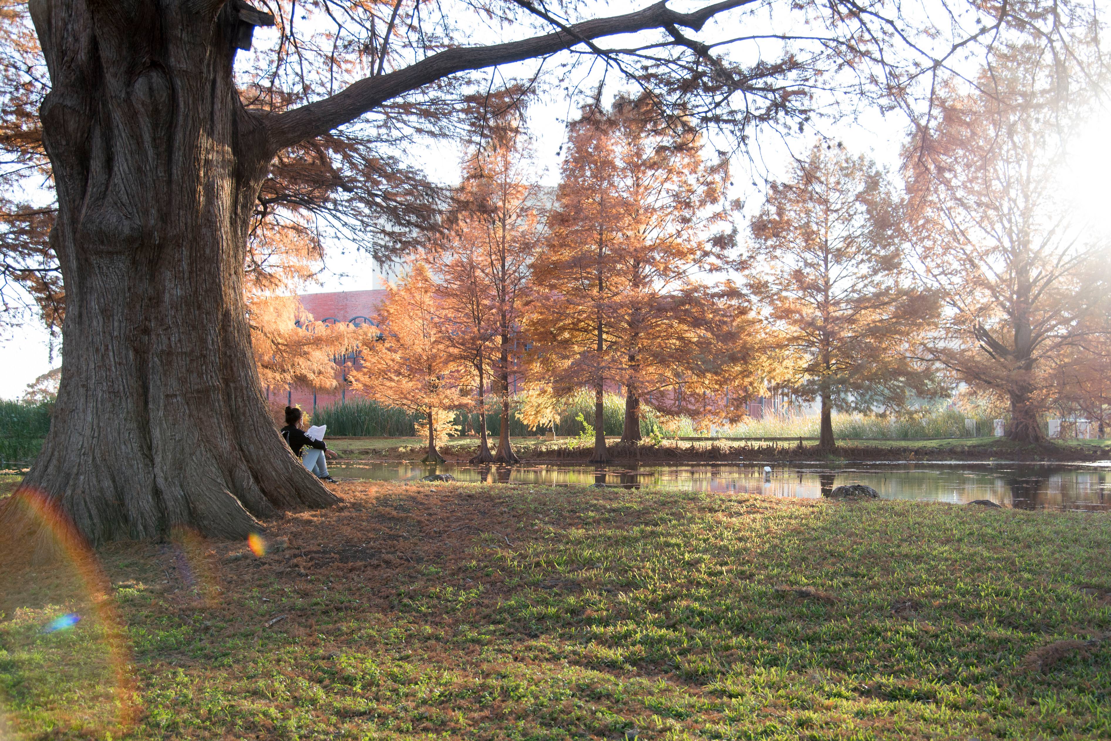 A wide shot of a peaceful, tree-lined campus lawn at Texas State University during autumn, featuring a massive, historic tree on the left and vibrant orange foliage in the background under a soft sunlight flare.