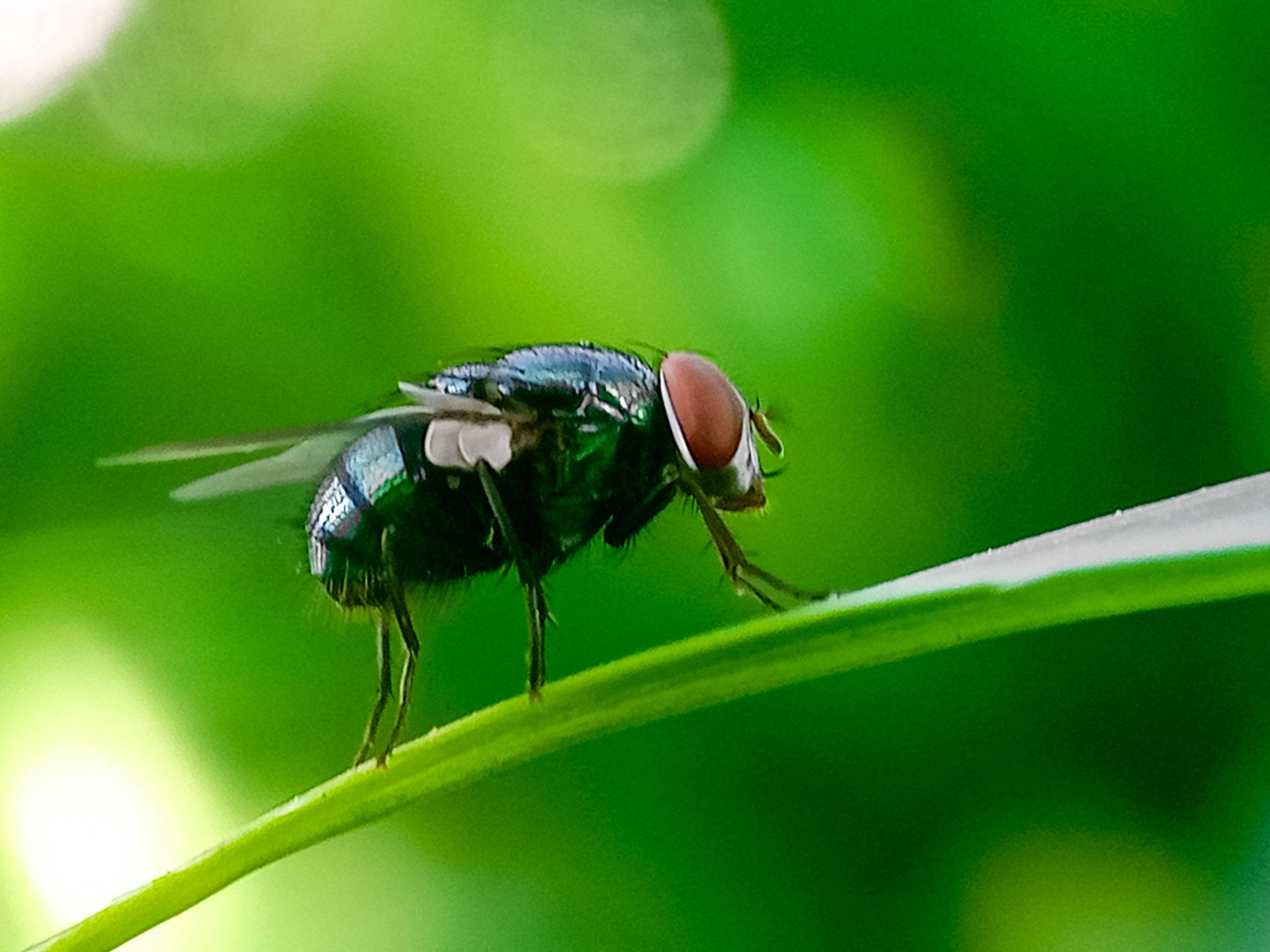 screwworm on leaf