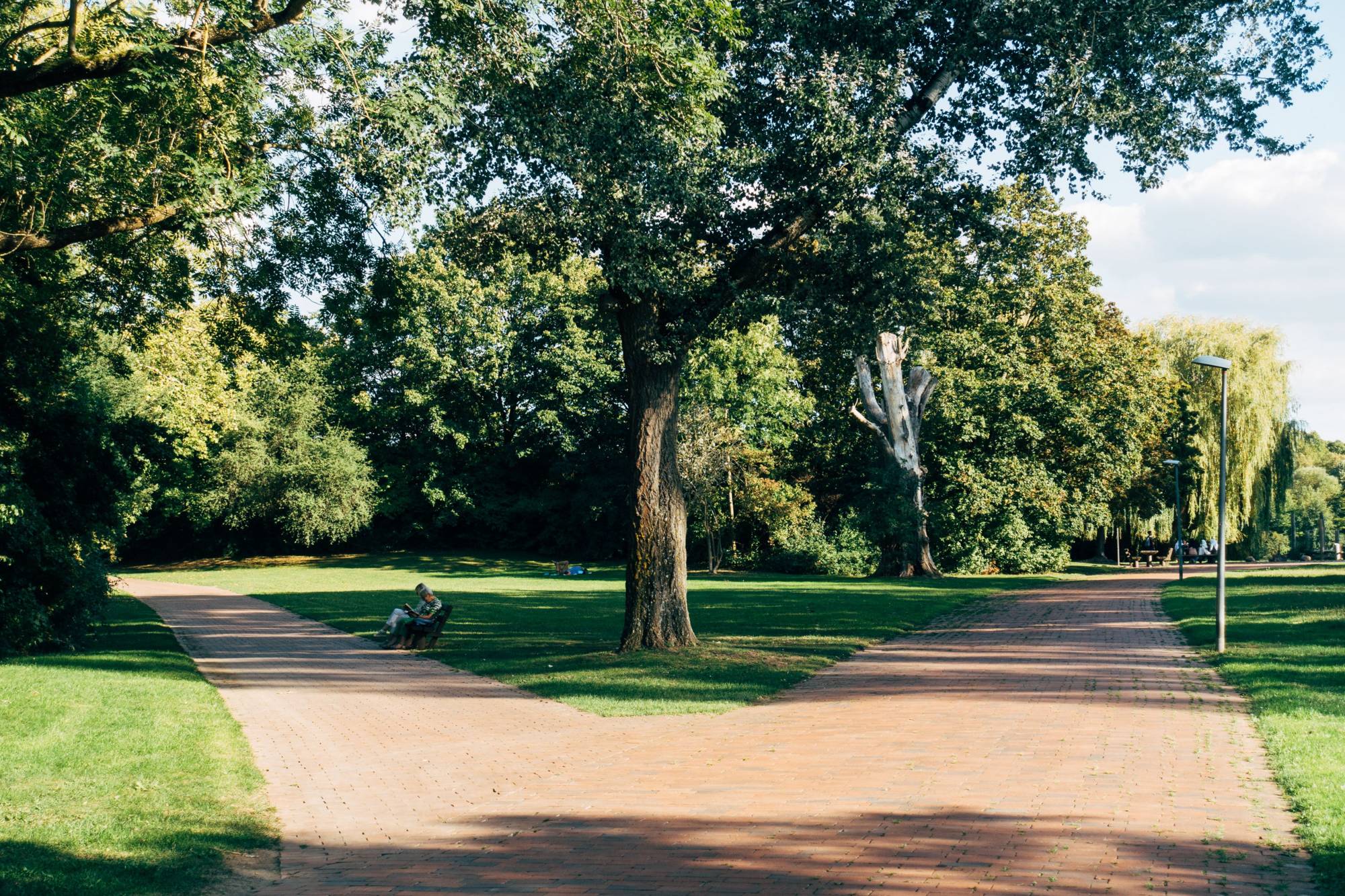 A tree-lined park path splits into two directions beneath large shade trees, symbolizing a choice between different journeys. The image represents evaluating business ownership options, comparing acquisition versus startup paths, weighing risks and opportunities, and choosing the route that best fits an entrepreneur’s goals.
