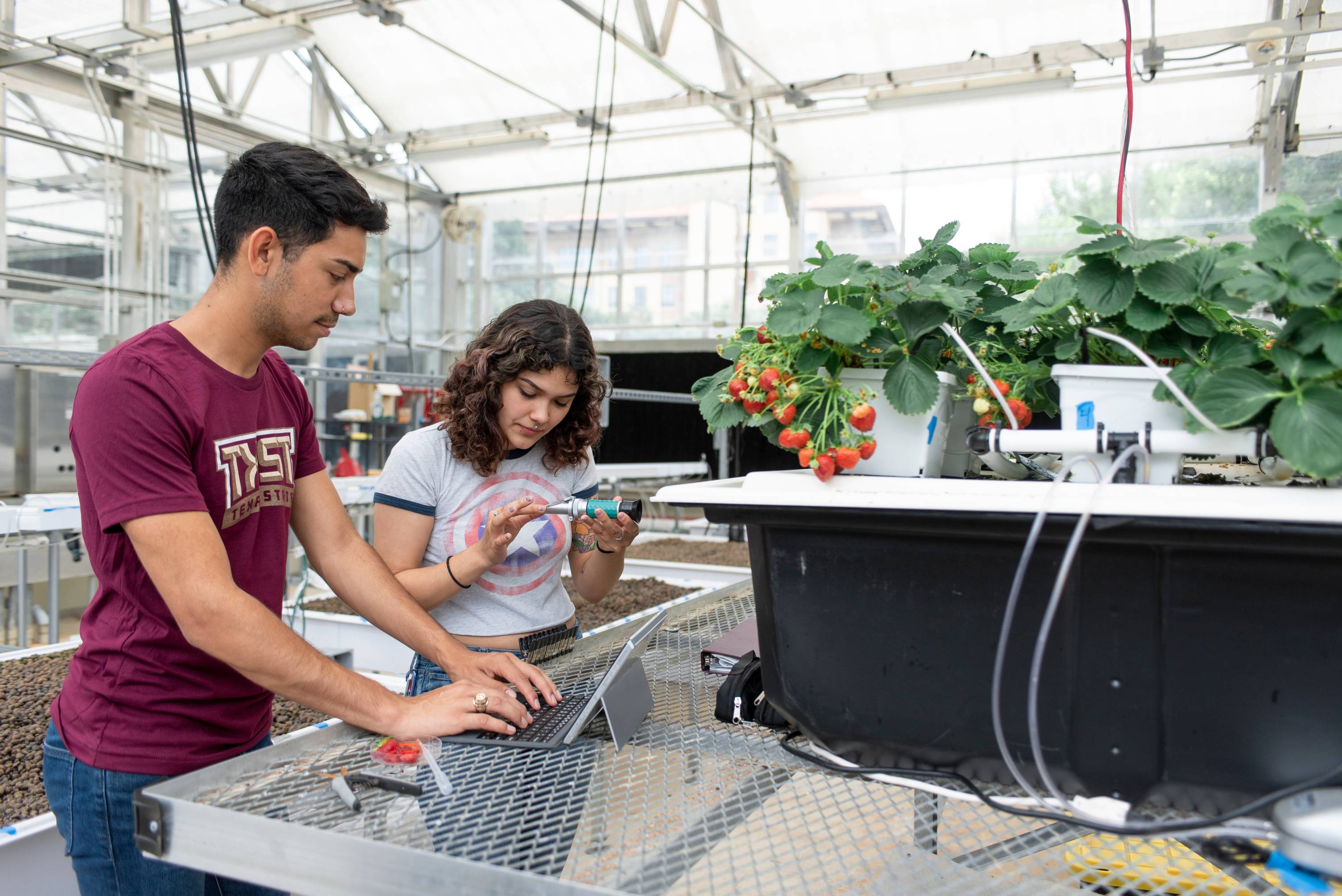 Two people use a laptop and tools while standing near strawberries in a green house. 