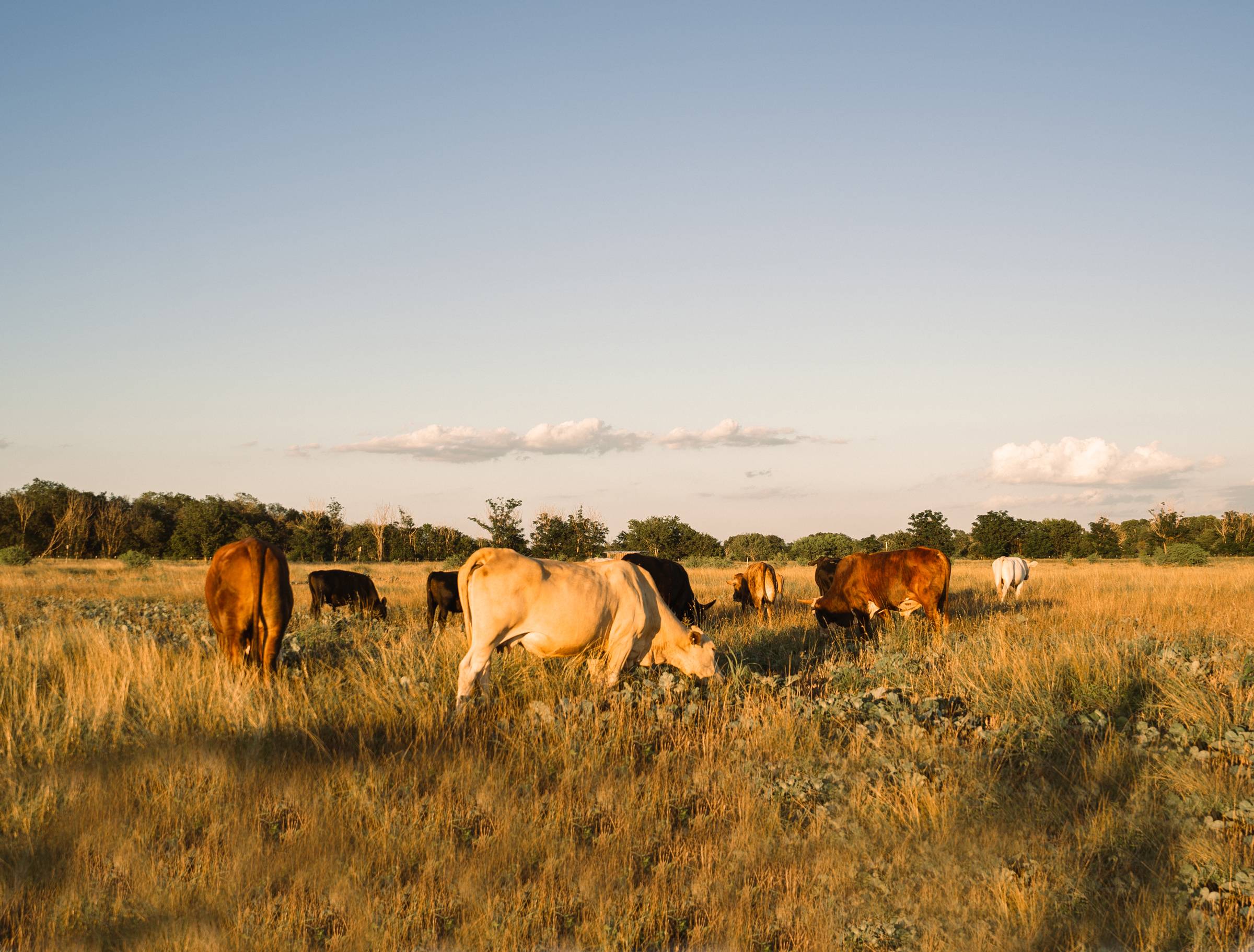 cows grazing in grassy pasture