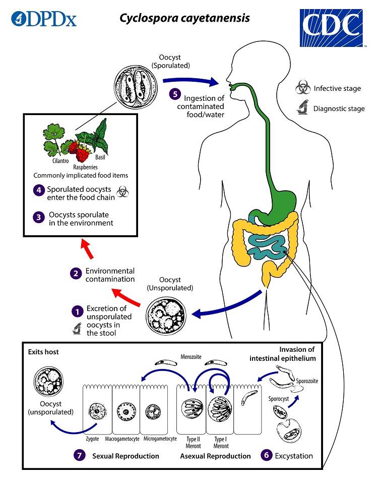 diagram of life cycle of cyclospora 