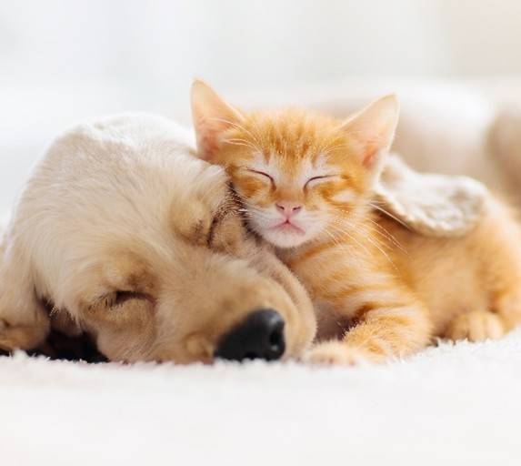 dog and cat sleeping