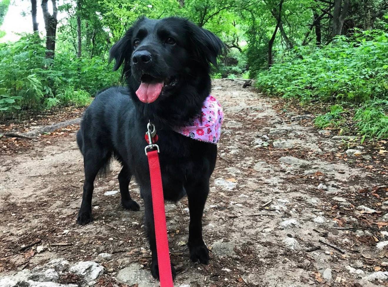 Lucy standing on a dirt trail surrounded by greenery. The location is Barton Creek Greenbelt