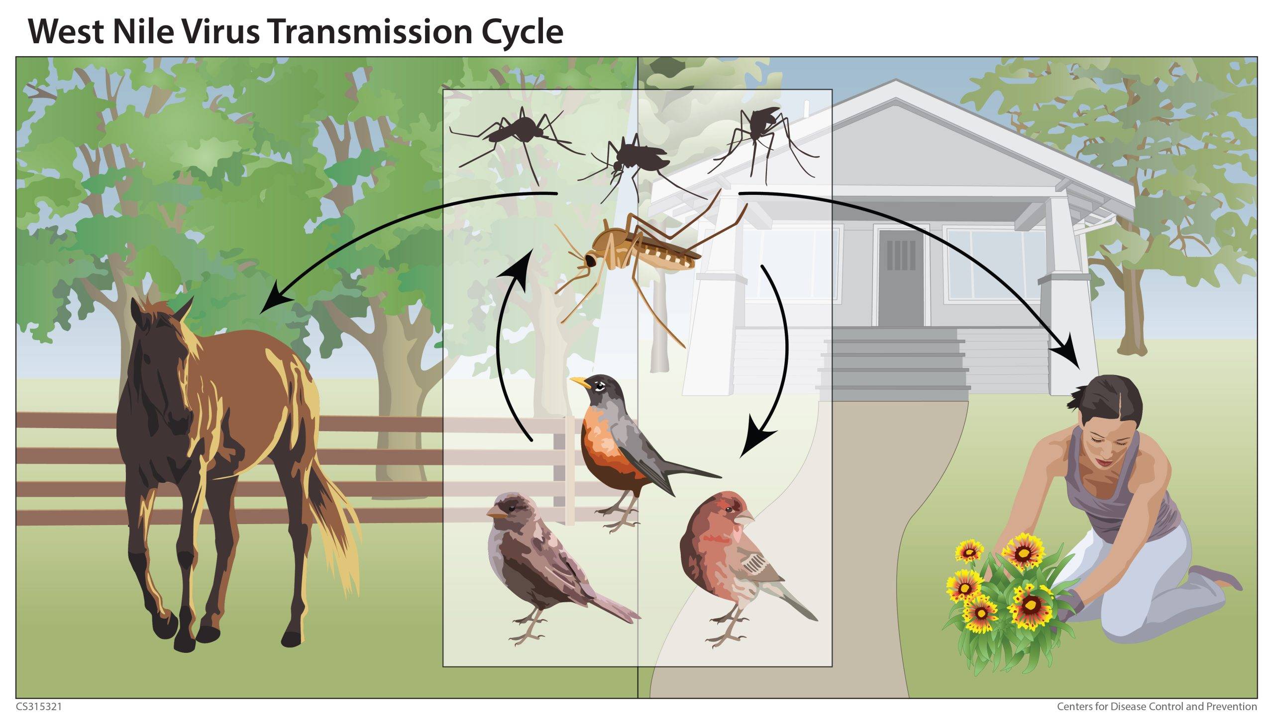 Illustration of the West Nile virus transmission cycle showing mosquitoes spreading the virus between birds and occasionally transmitting it to humans and horses, which do not spread the virus further.