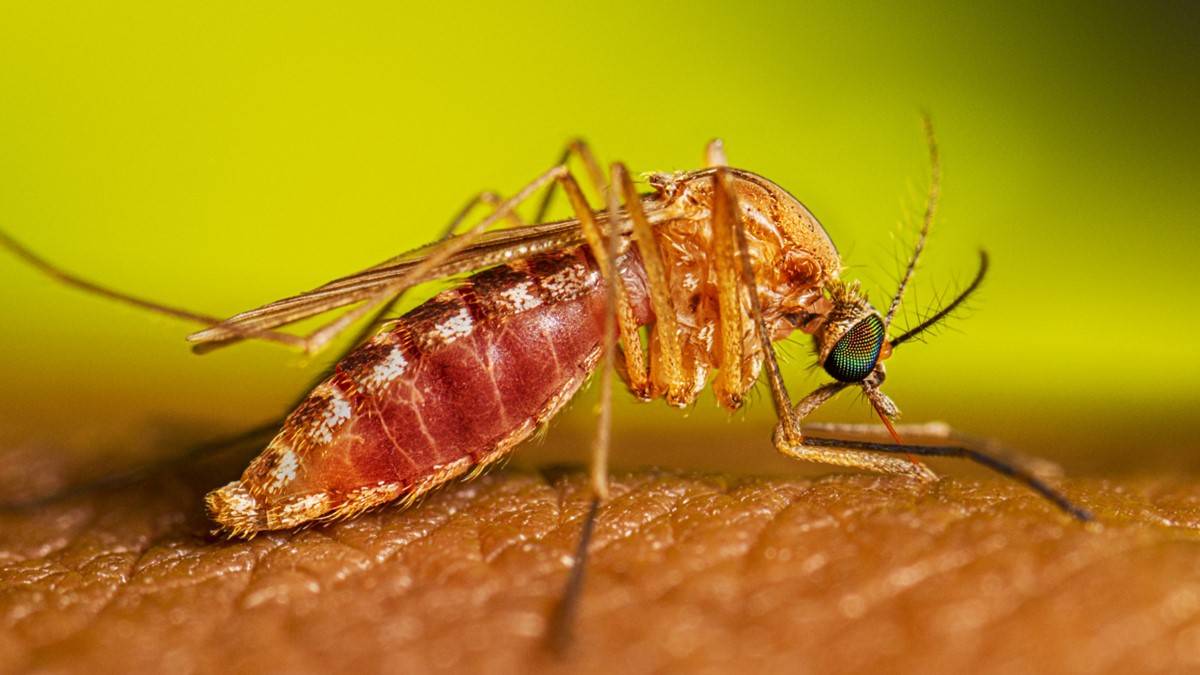 mosquito feeding on human 