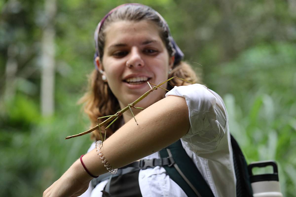 Student examines a stick bug the length of her forearm crawling up her arm.