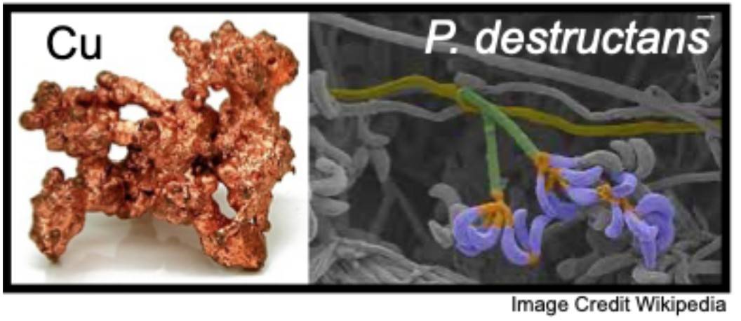 Copper and P. destructans fungus