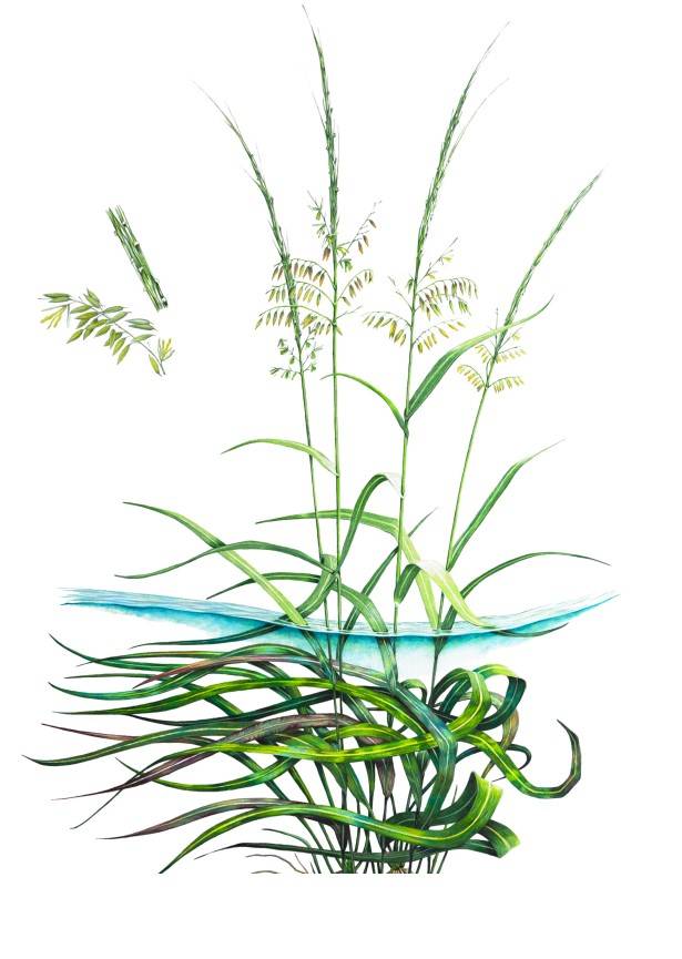 Illustration of Texas wild-rice showing long leaves growing above and below the water’s surface