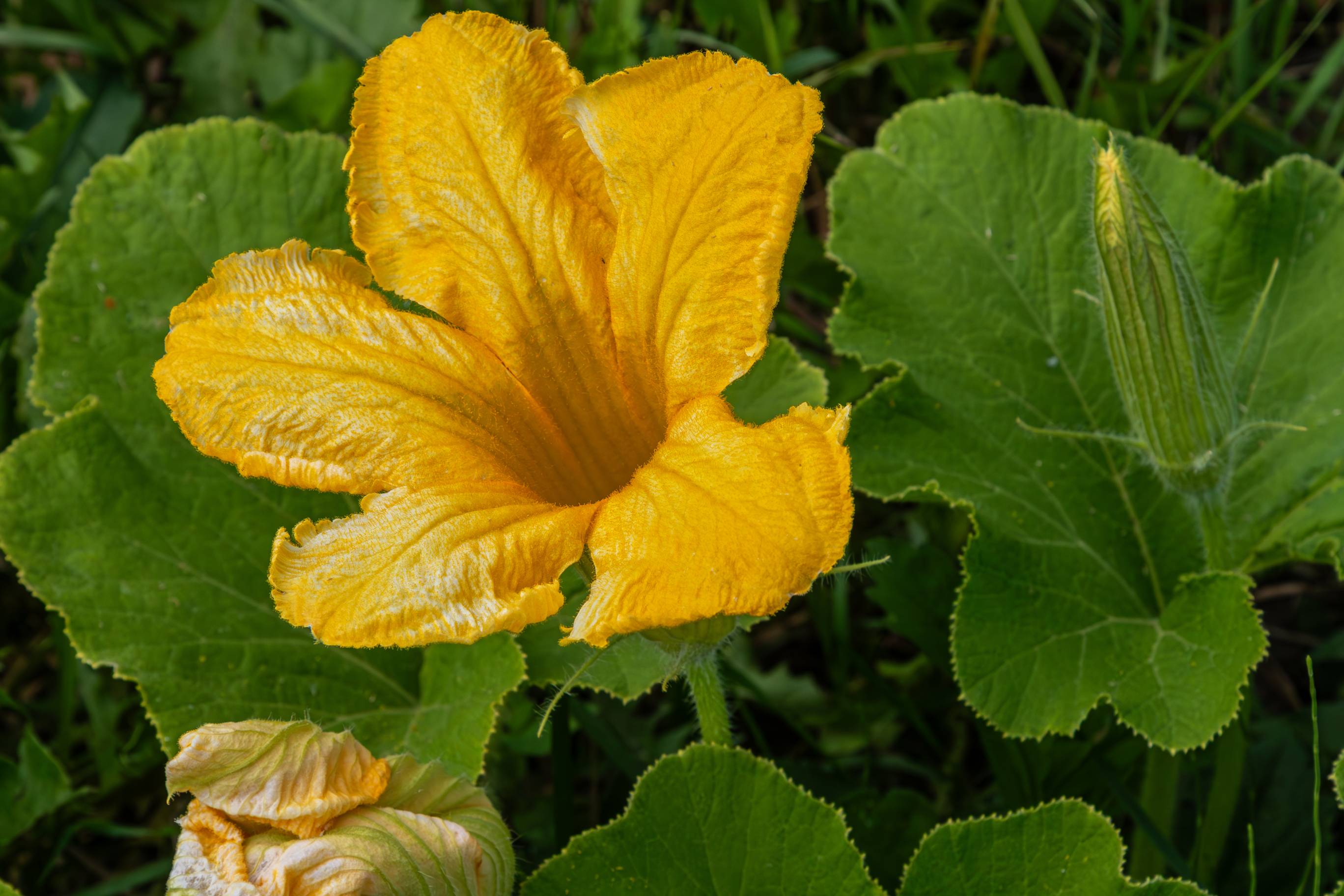 A yellow blossoming flower on a zucchini plant