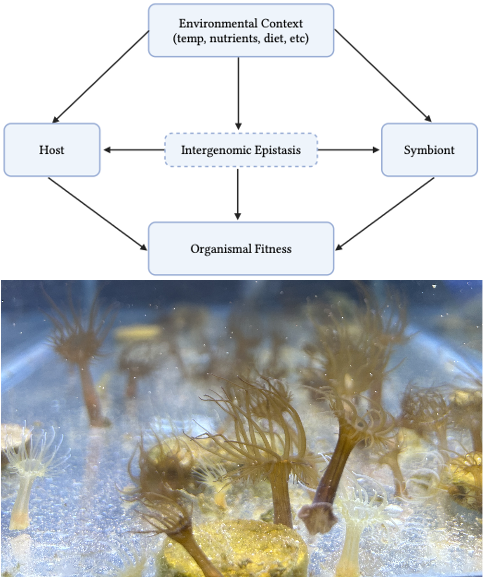 Description of process