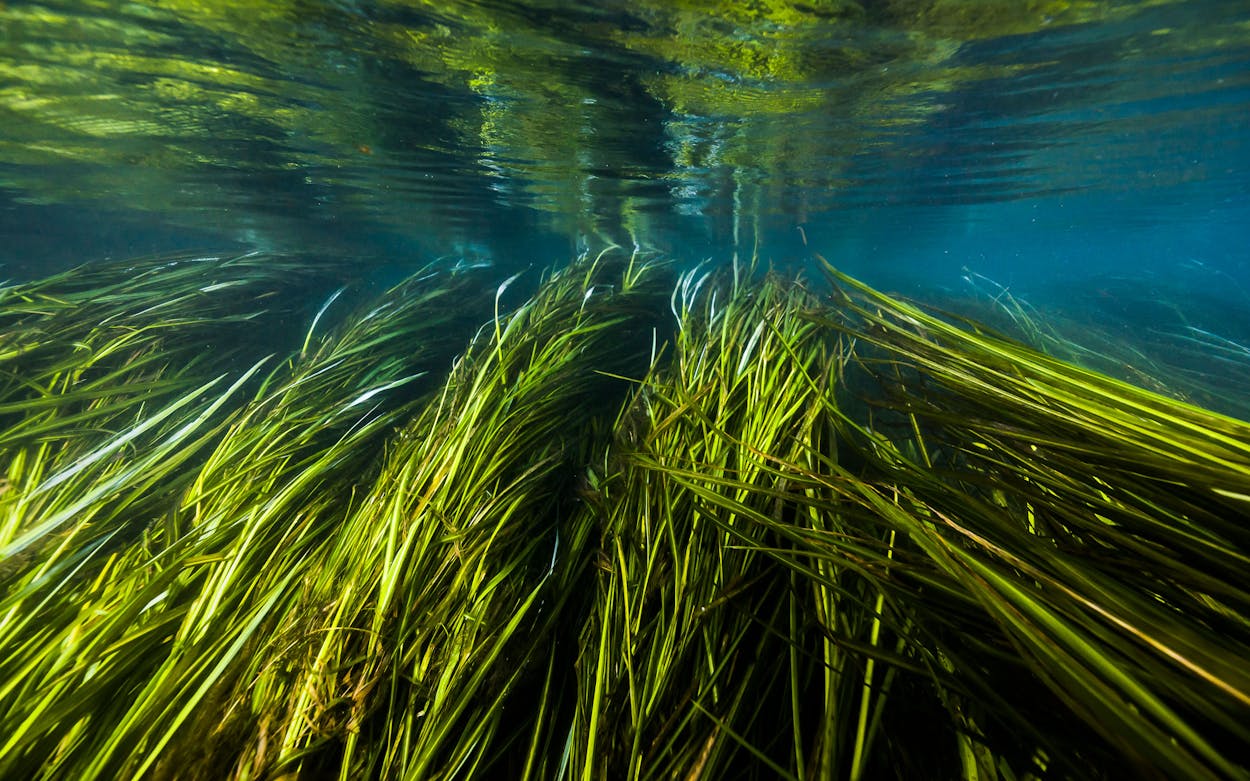 Swimming though Texas Wild- rice in the San Marcos River 