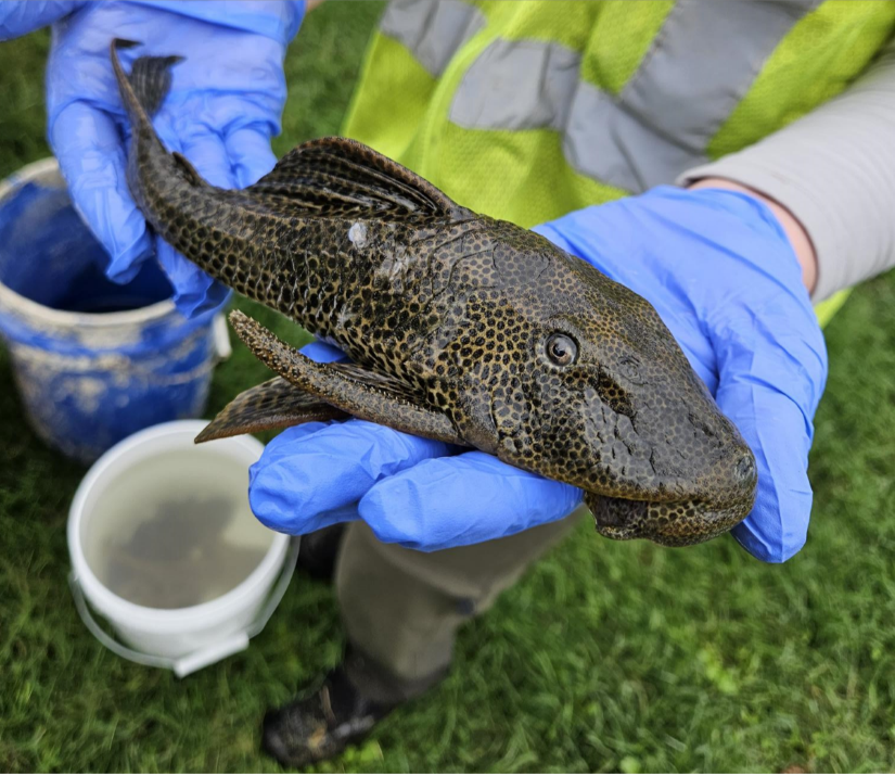Holding suckermouth armored catfish