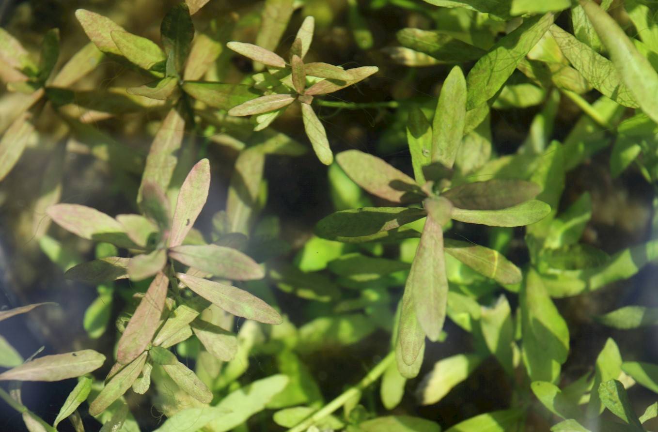 Hygrophila