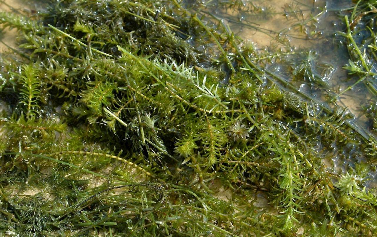 Hydrilla