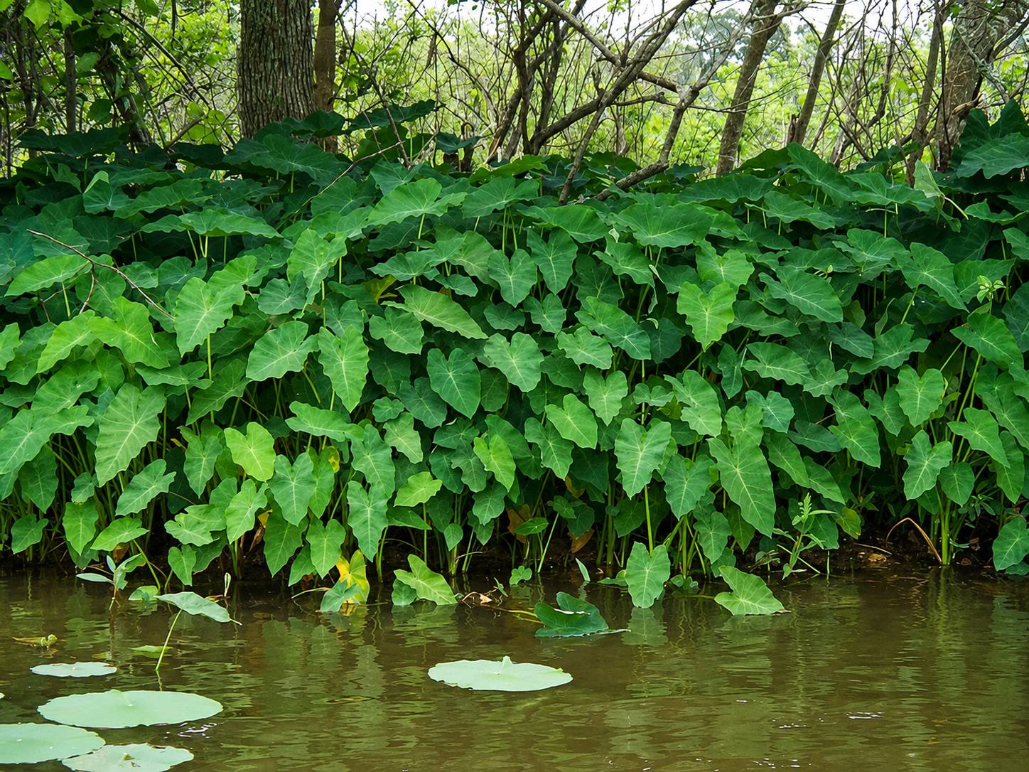Elephant Ear 