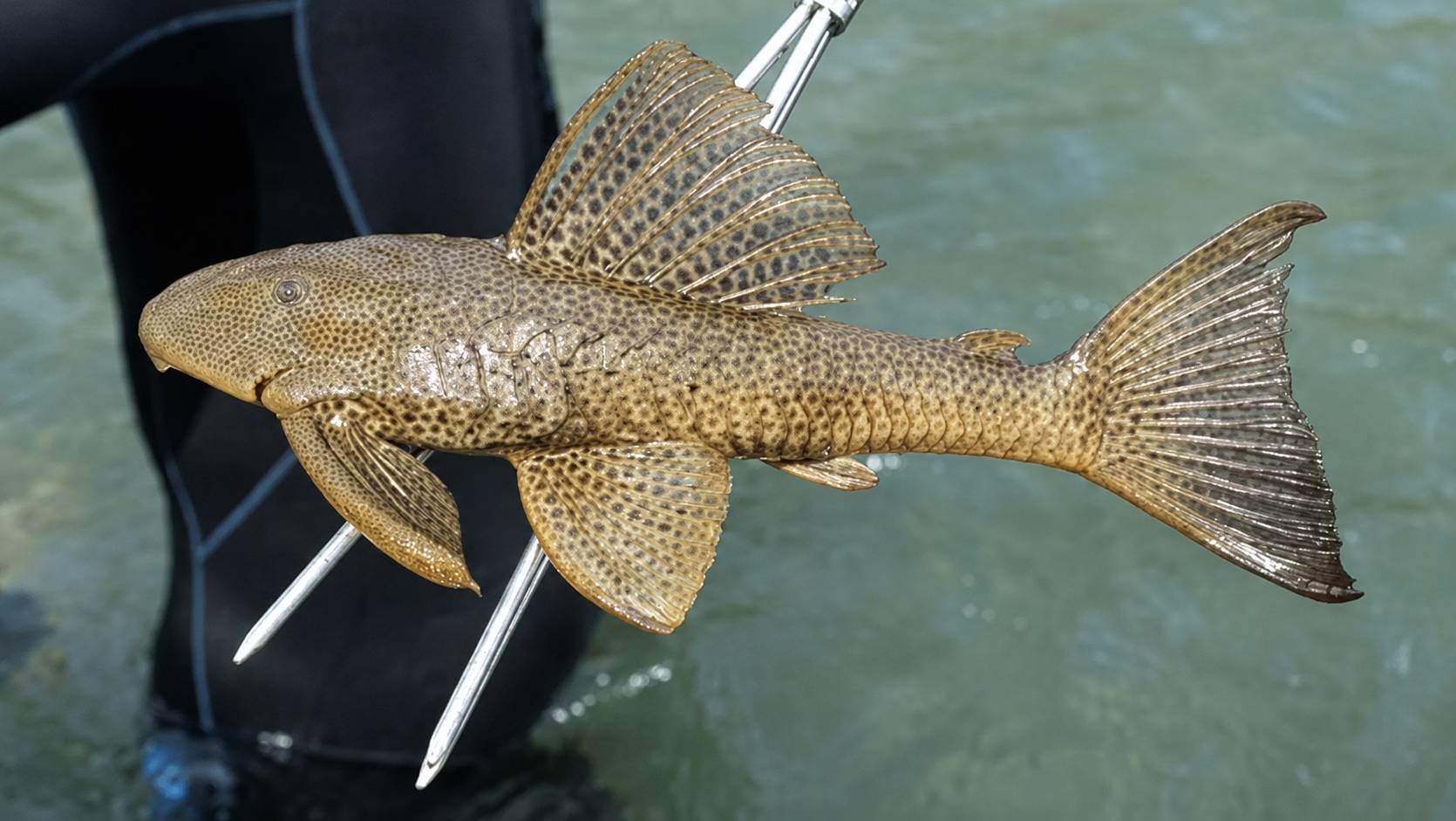 Suckermouth Armored Catfish