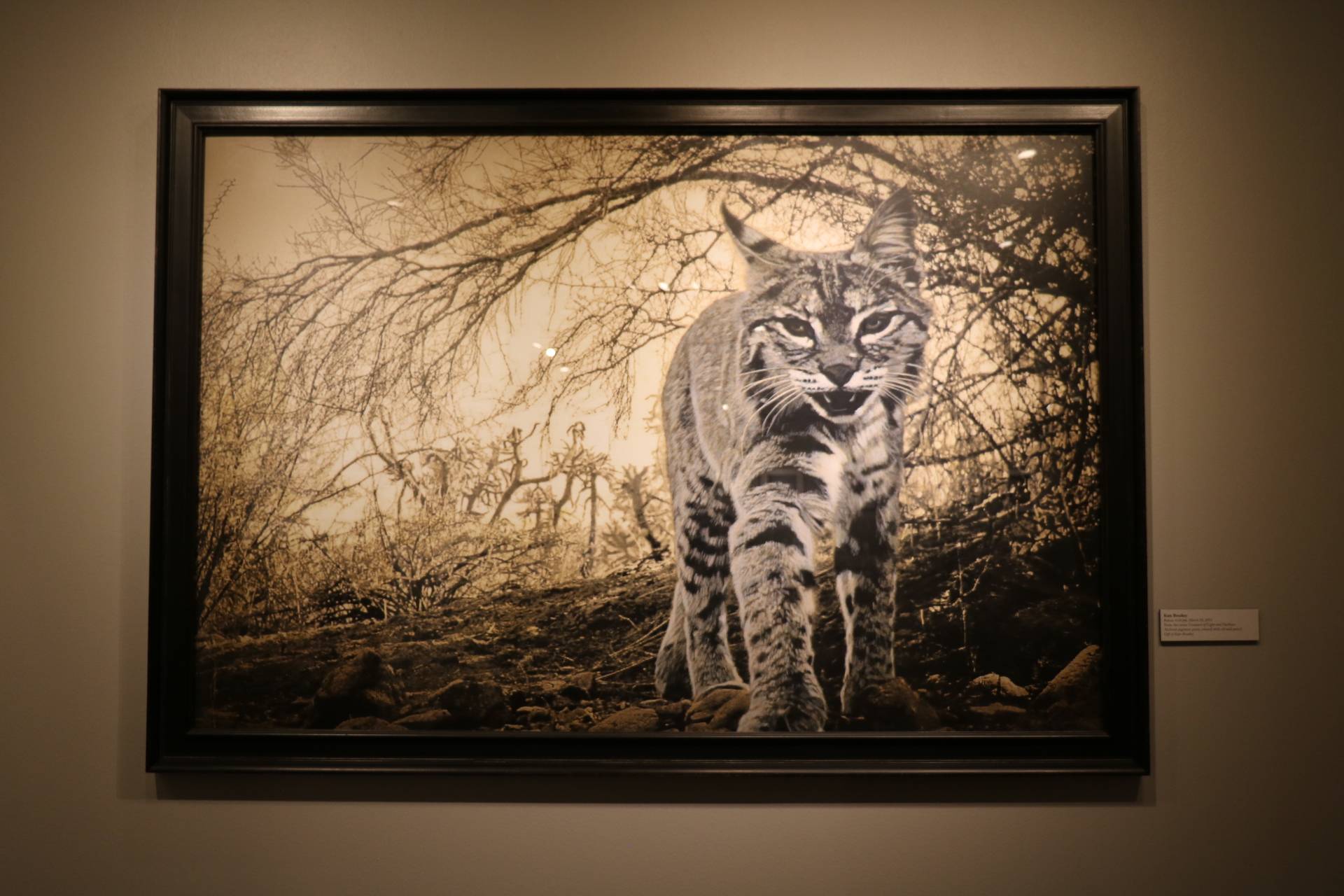 Photo of a bobcat