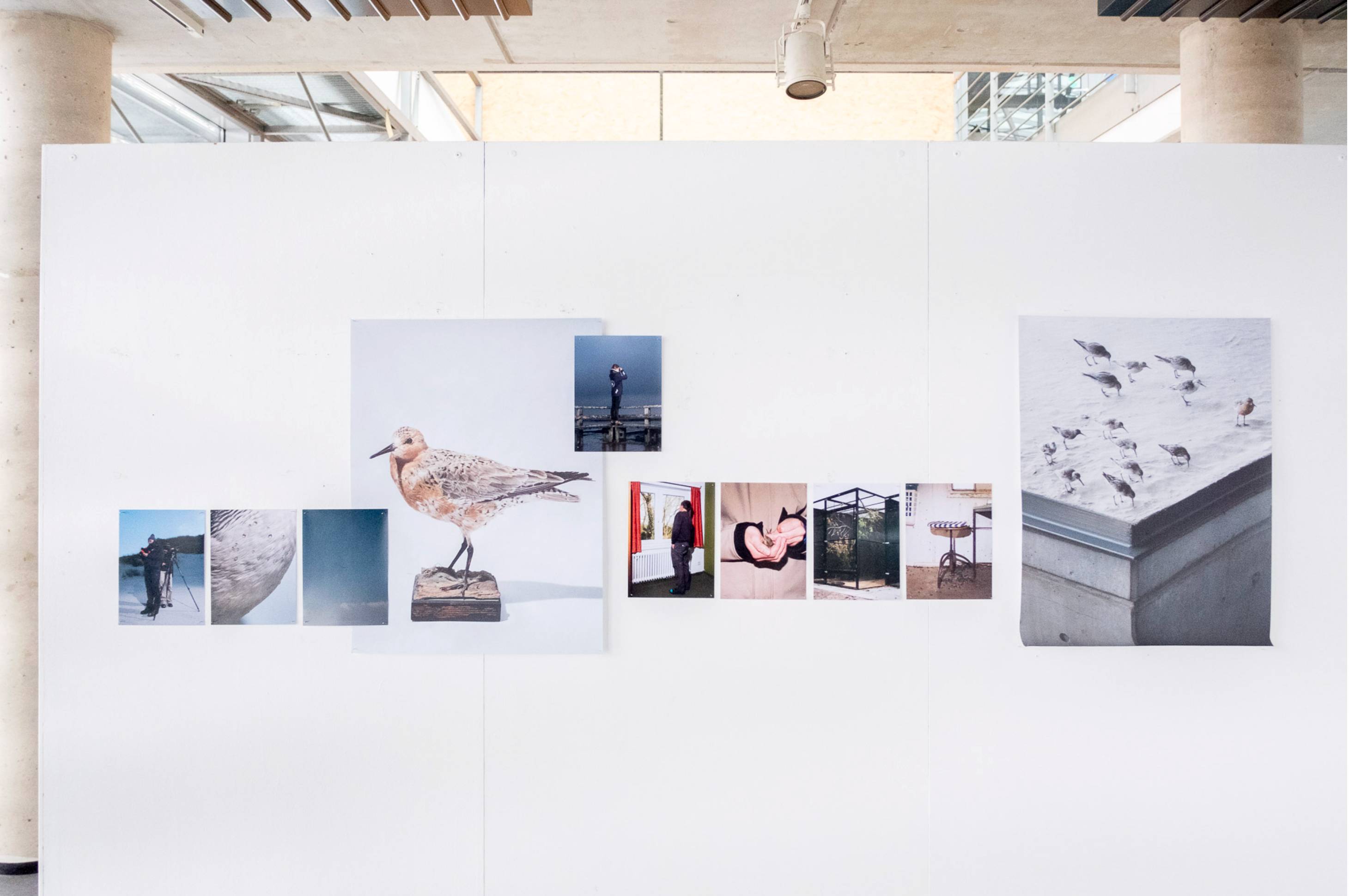 Images on a white gallery wall