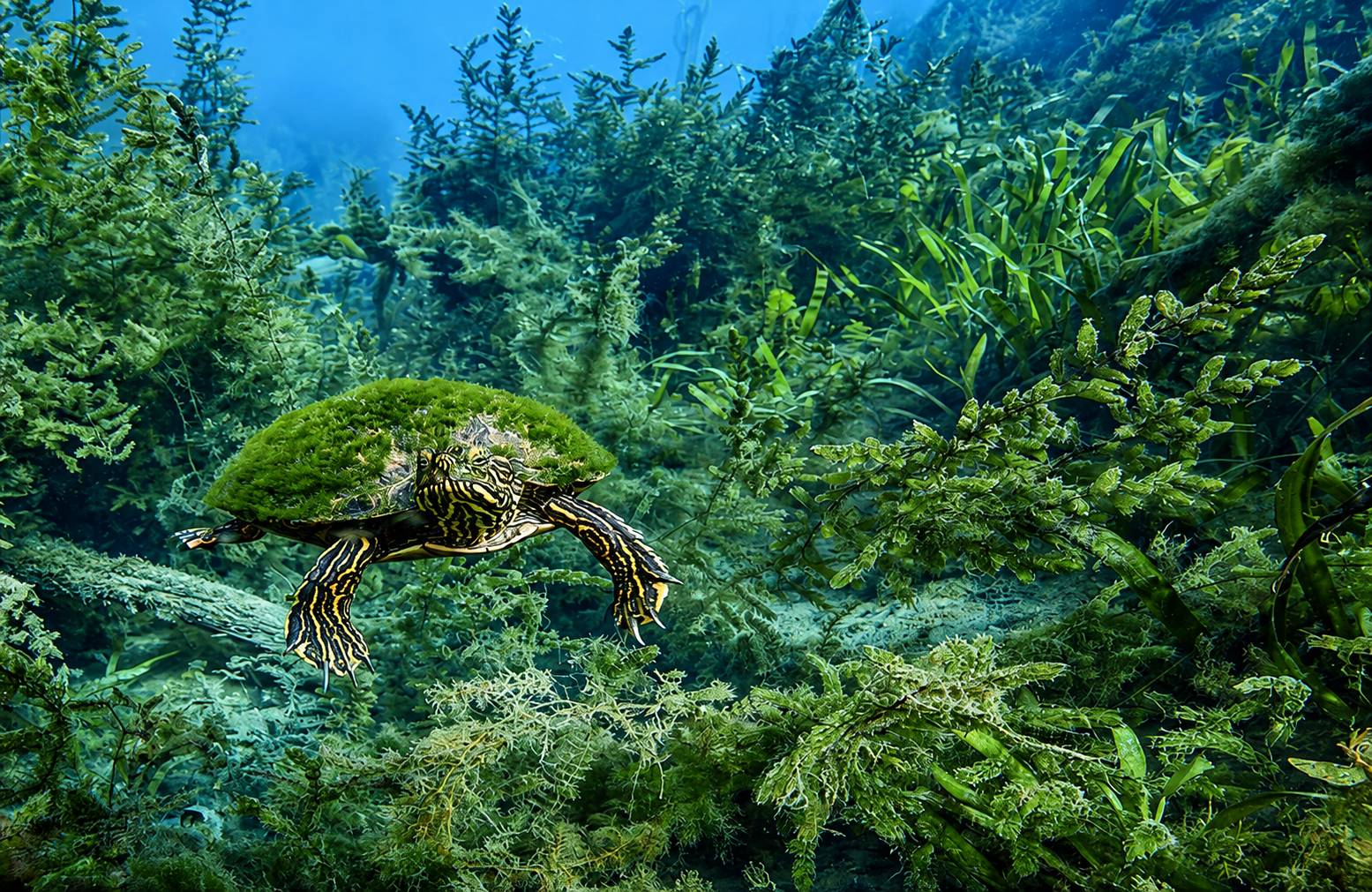 A turtle under water
