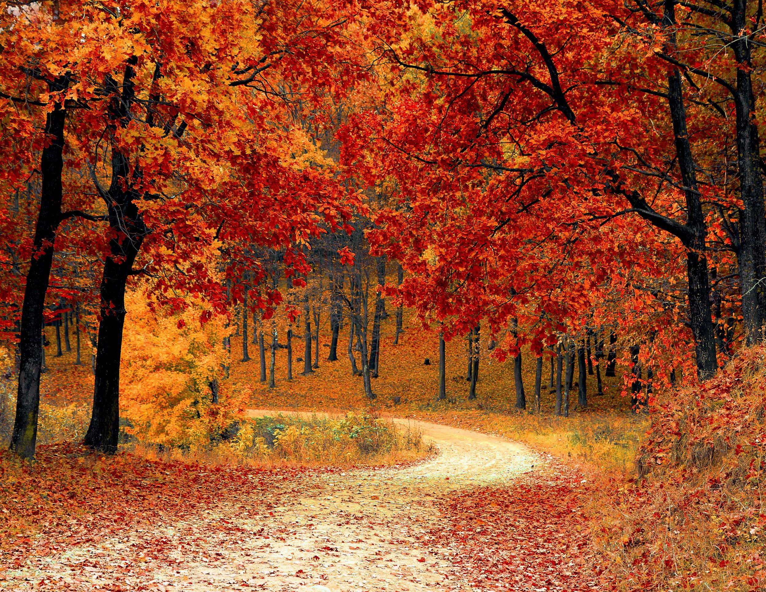 a winding path surrounded by fall trees with orange leaves