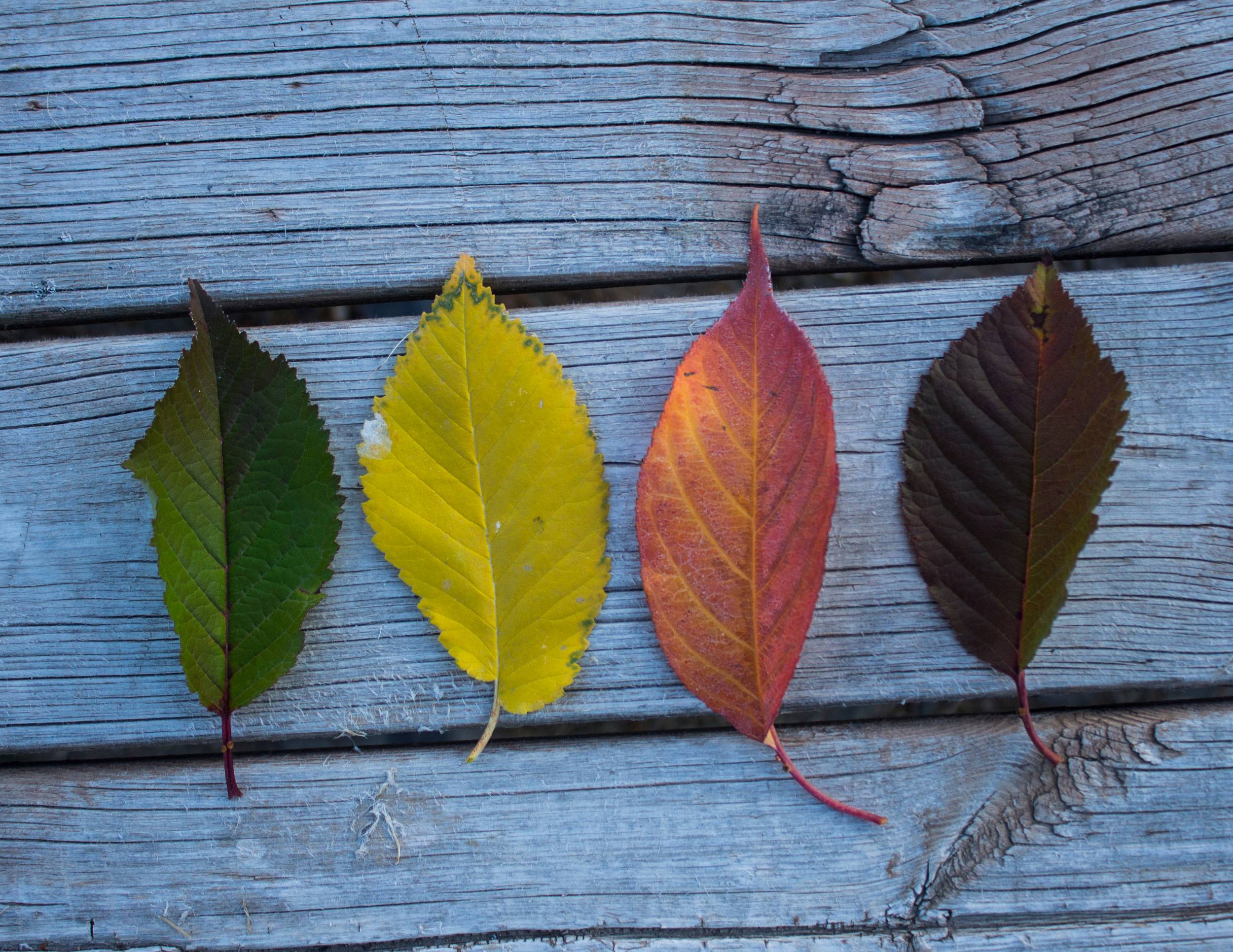 4 leaves in different stages of fall turning