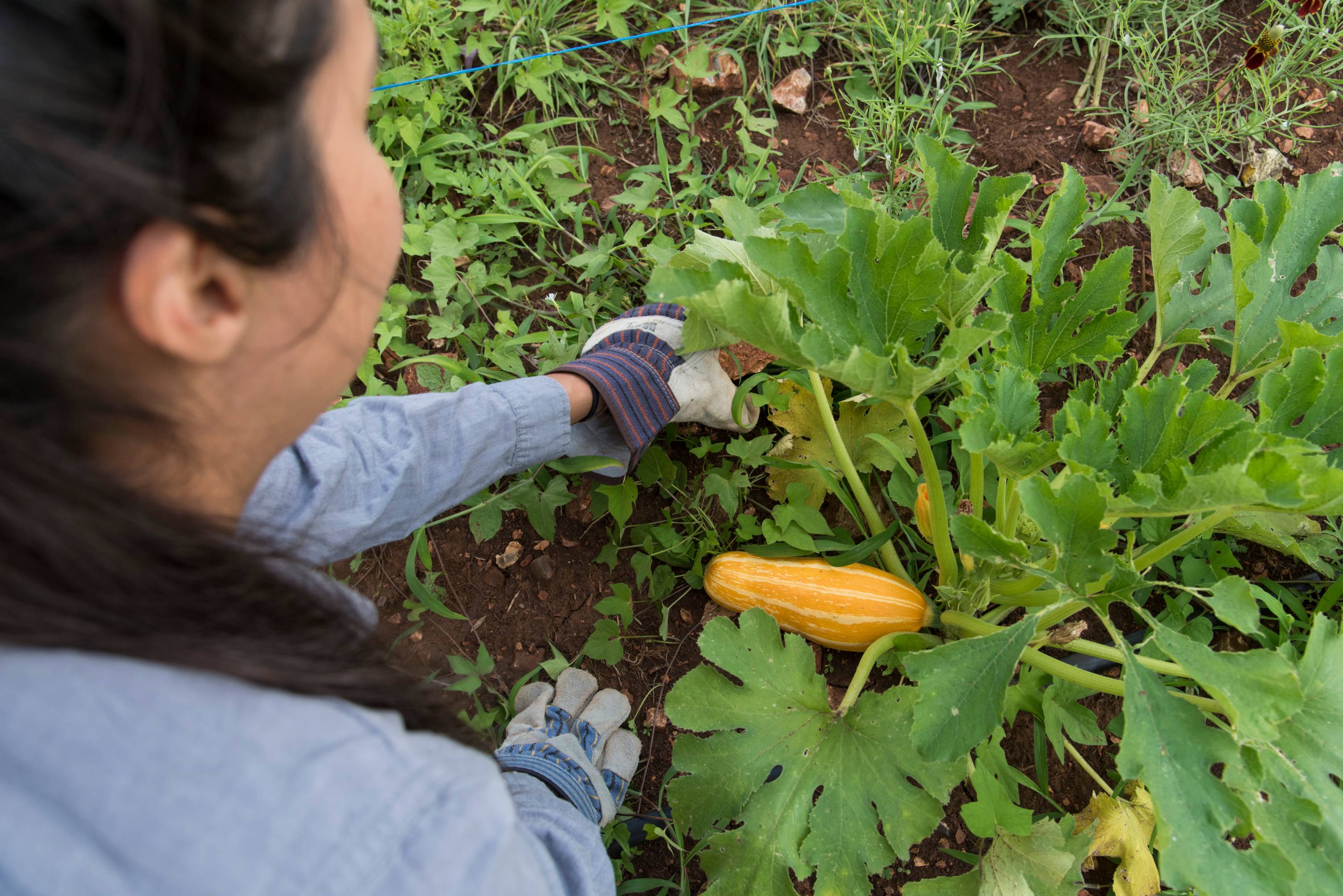 student harvests squash