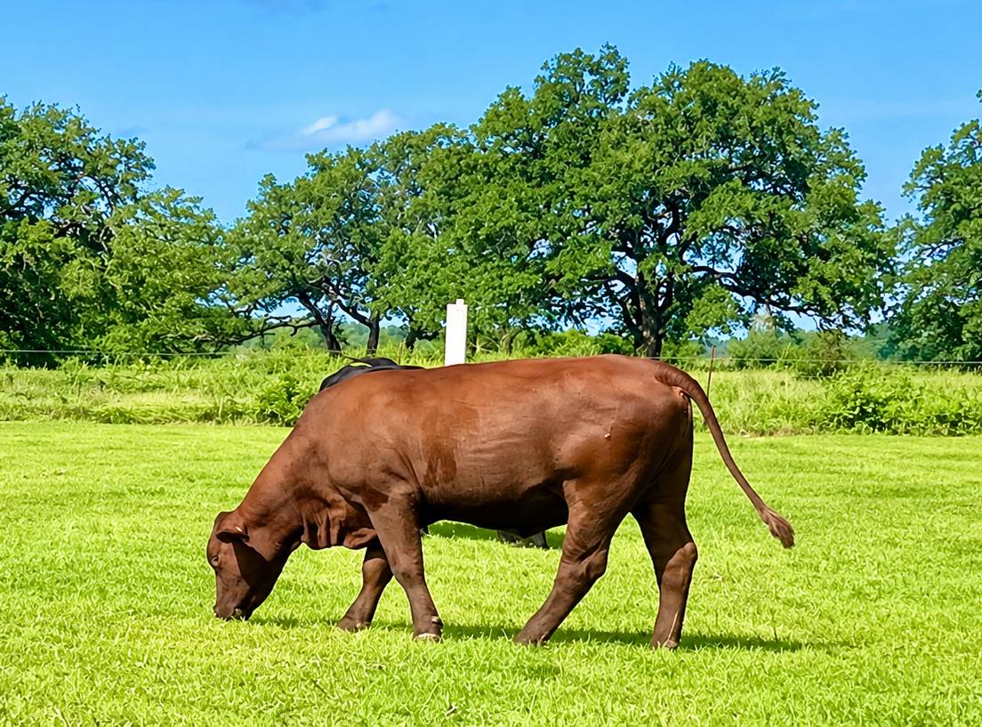 A cow eating grass in a green field