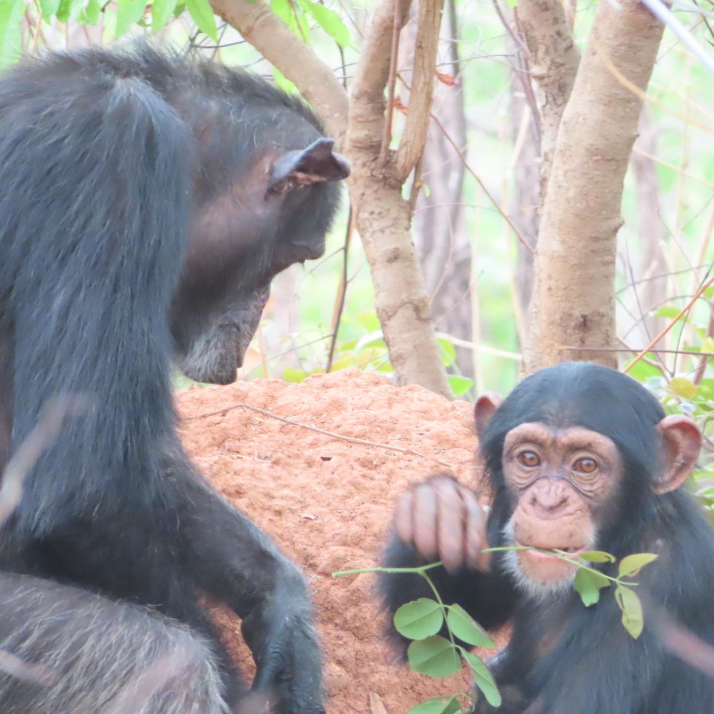 adult and young chimpanzee