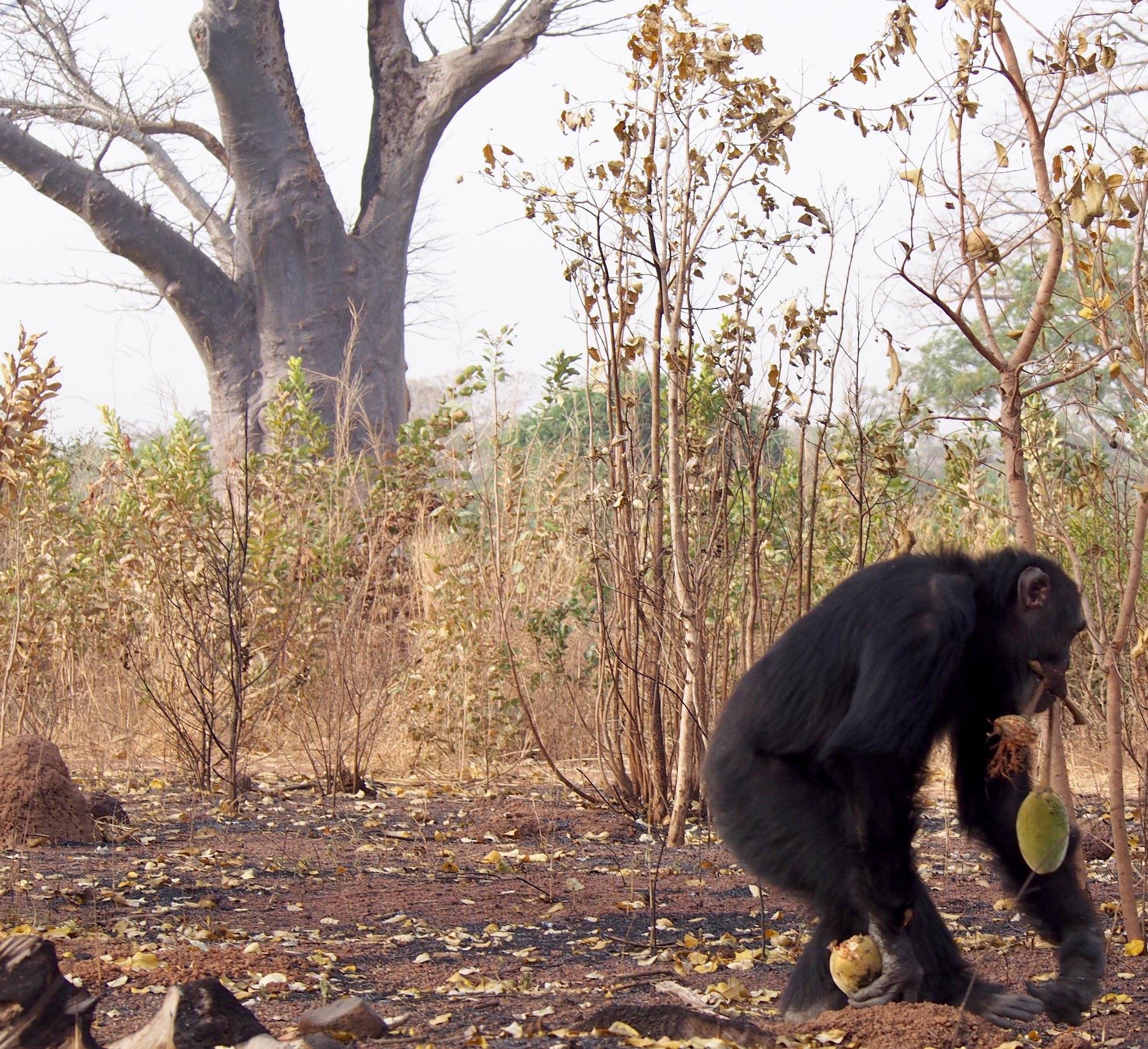 chimpanzee carrying baobab tree fruit in its mouth