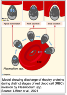 Diagram illustrating the sequential attachment, reorientation, and invasion of a red blood cell by Plasmodium parasites, highlighting the apical orientation, neck secretion, and bulb secretion stages involved in malaria parasite entry.