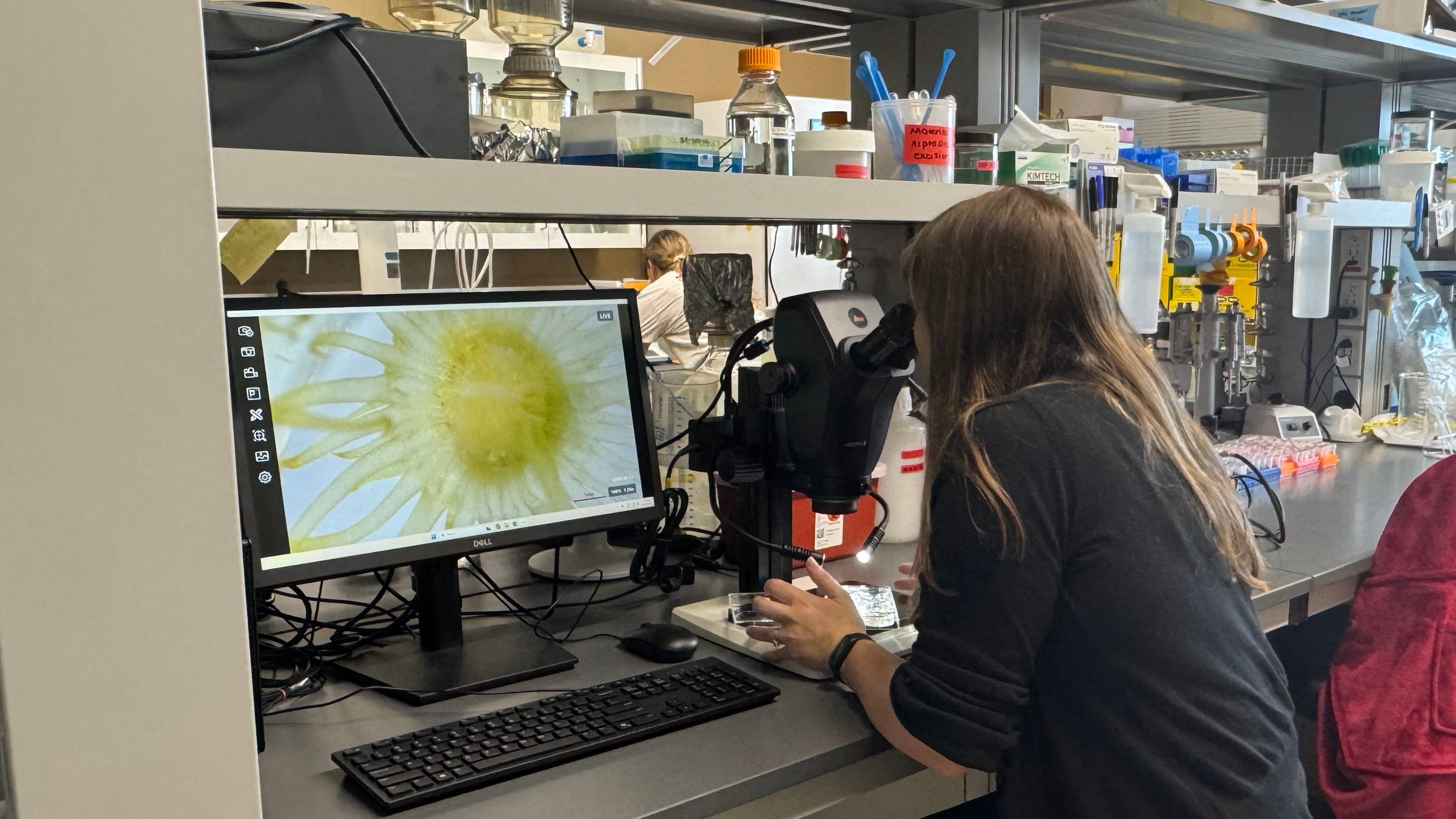 A researcher examines a sample under a microscope while a magnified image is displayed on a computer monitor.