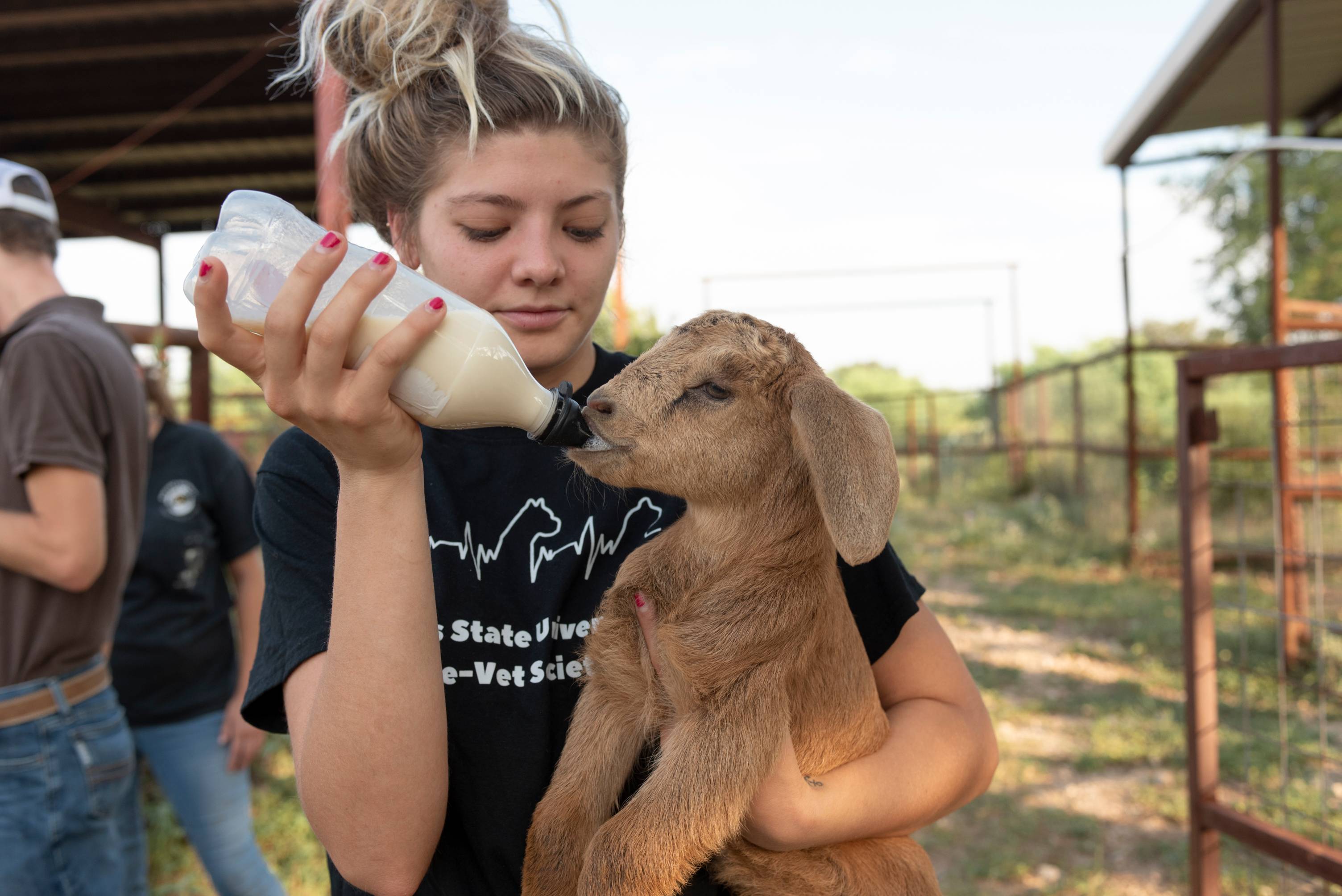 A student is bottle-feeding a young goat.