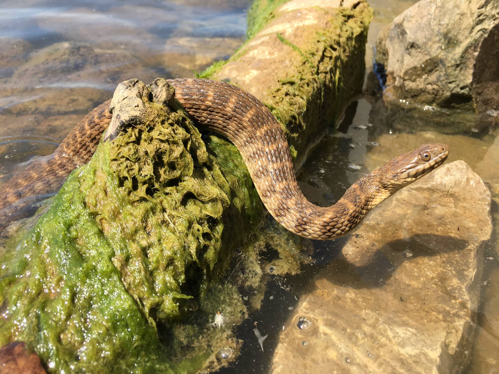 brazos water snake crawling on rocks in water